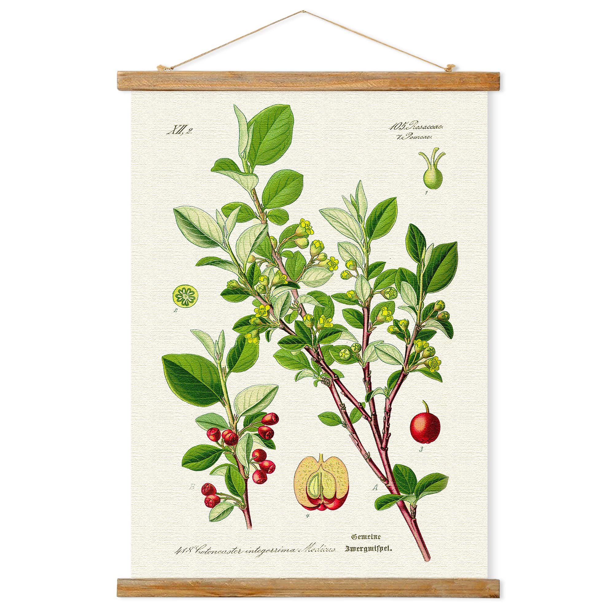 Vintage Illustrative Reference Plant Poster Hanger Frame, Retro Style Wall Art Prints, Printed On Linen With Natural Wooden Fram