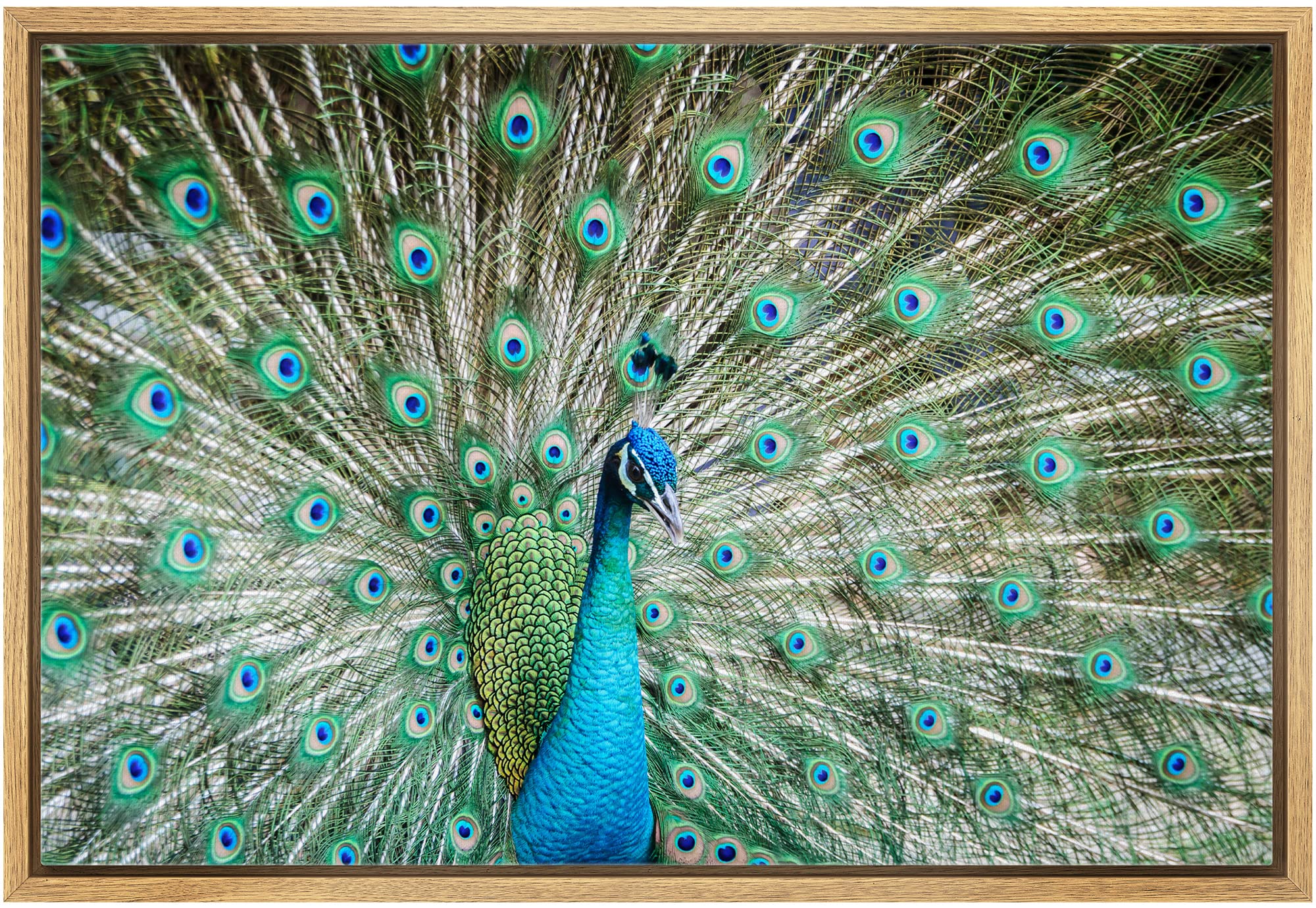 Wall26 Framed Canvas Prints Wall Art - Peacock Showing Its Beautiful Feathers/Spreading Its Tail | Modern Wall Decorstretched Ga