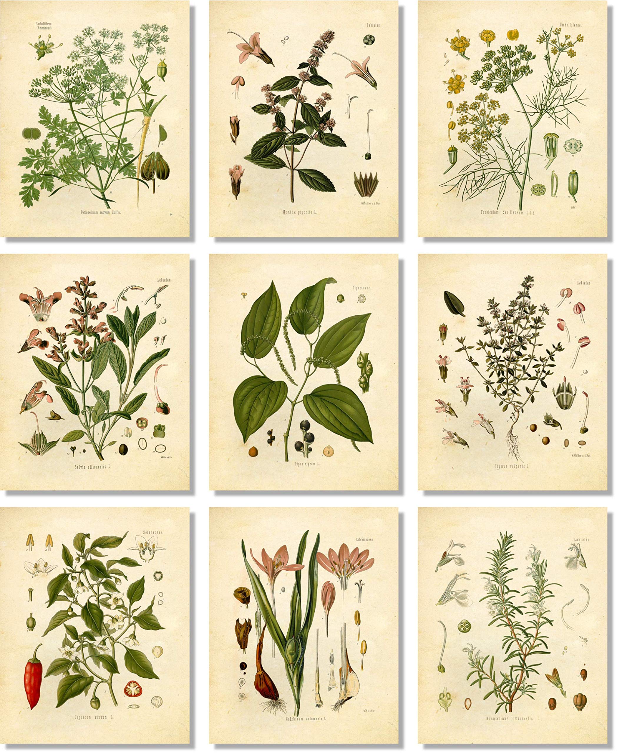 Vintage Botanical Prints | Kitchen Herbs by Ink Inc. | Herbs and Spices Wall Art | Thyme Mint Rosemary Parsley Sage Fennel Saffr