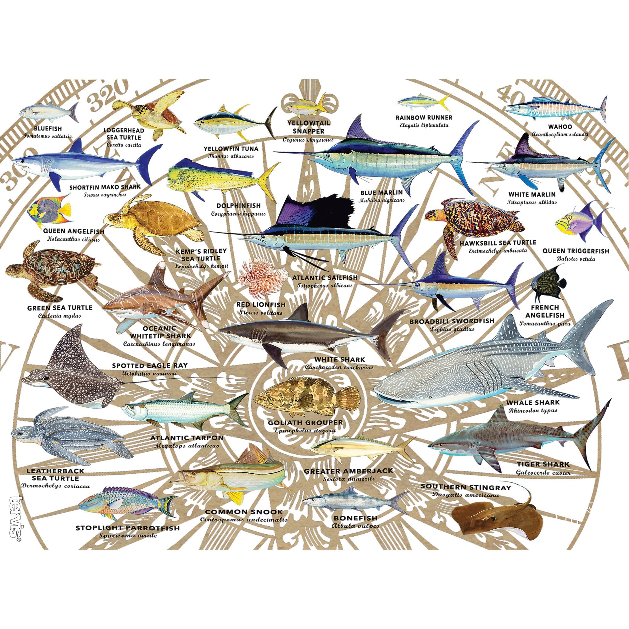 Tervis Guy Harvey Charts Made In Usa Double Walled Insulated Tumbler Travel Cup Keeps Drinks Cold & Hot, 24Oz Legacy, Classic