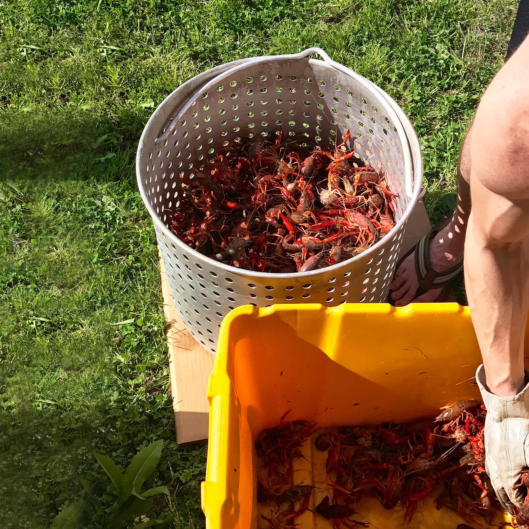 Creole Feast Sbk0601 60 Qt. Seafood Boil Pot With Basket And Burner, Outdoor Aluminum Propane Seafood Boiler With 10 Psi Regulat