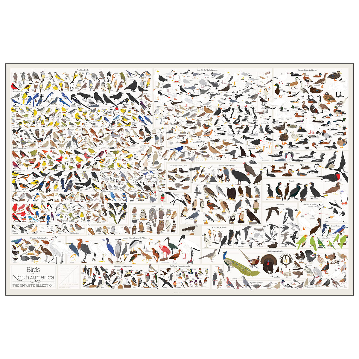 Pop Chart | Birds Of North America | 36'' X 24'' Large-Format Poster | Every Bird Species In North America Illustrated | Perfect