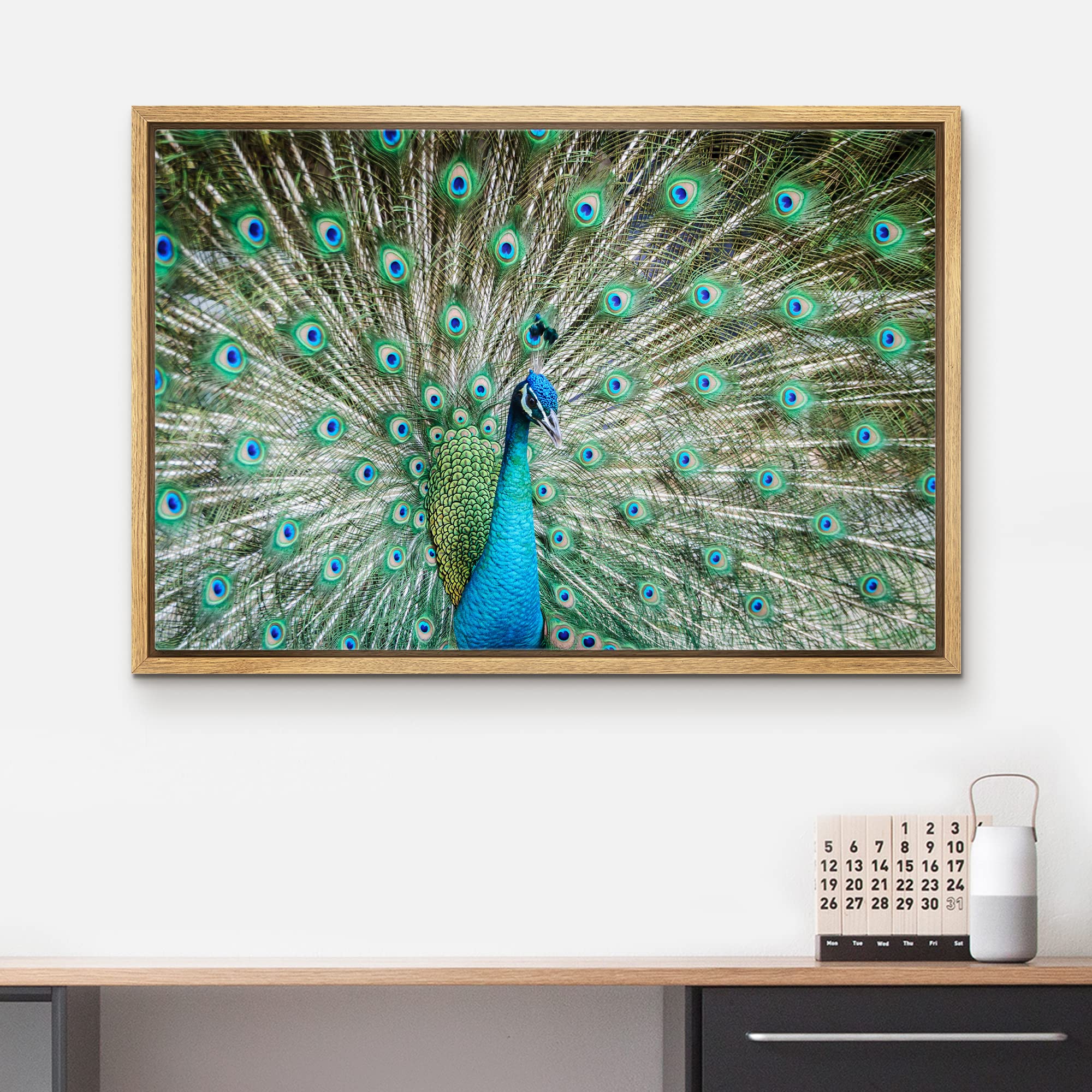 Wall26 Framed Canvas Prints Wall Art - Peacock Showing Its Beautiful Feathers/Spreading Its Tail | Modern Wall Decorstretched Ga