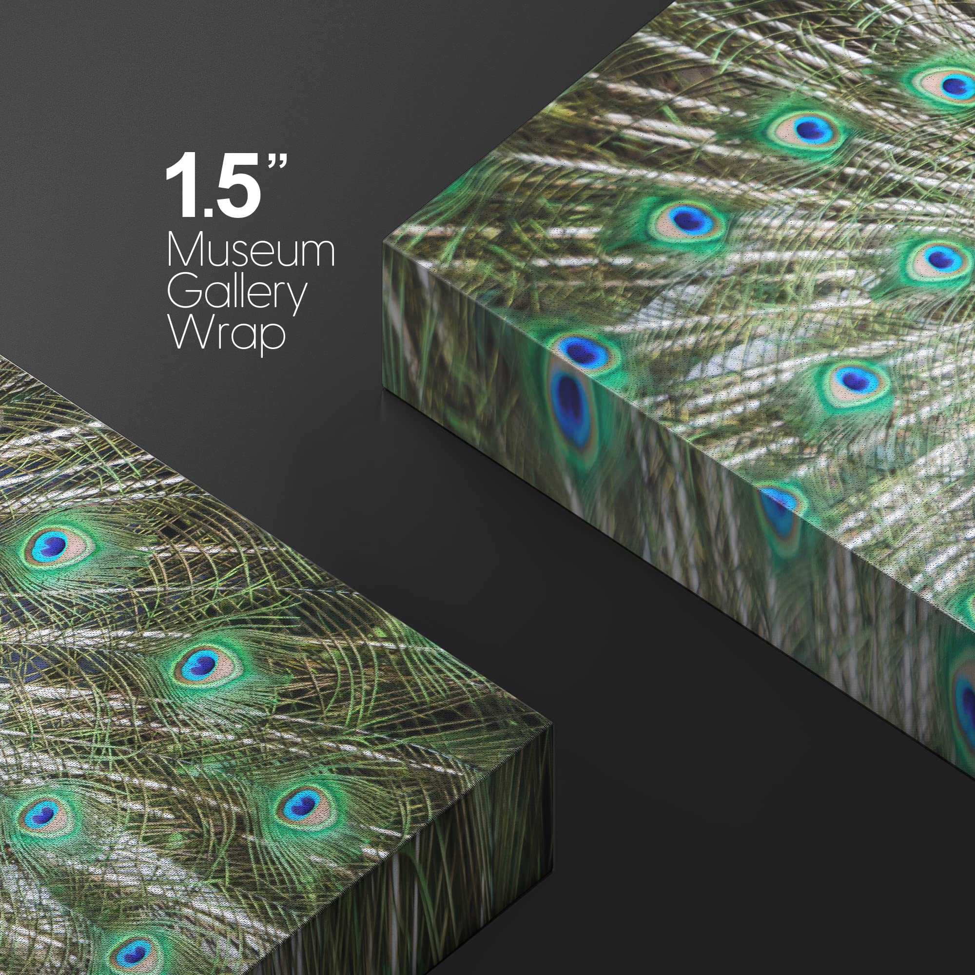 Canvas Prints Wall Art - Peacock Showing Its Beautiful Feathers/Spreading Its Tail | Modern Wall Decor/Home Decoration Stretched