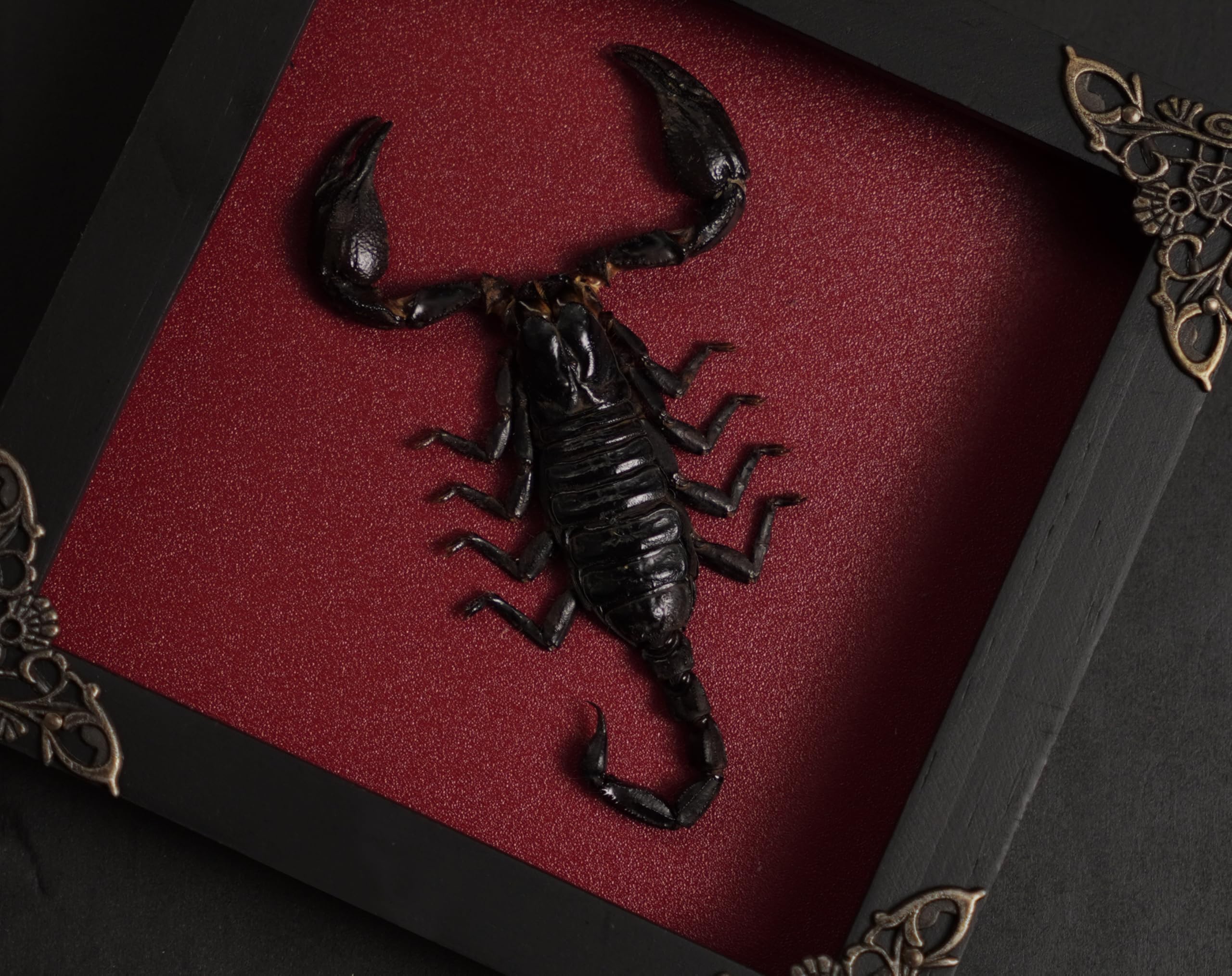 Real Giant Scorpion Framed Dried Beetle Shadow Box Entomology Wooden Insect Handmade Taxidermy Wall Art Decor Decoration Tableto