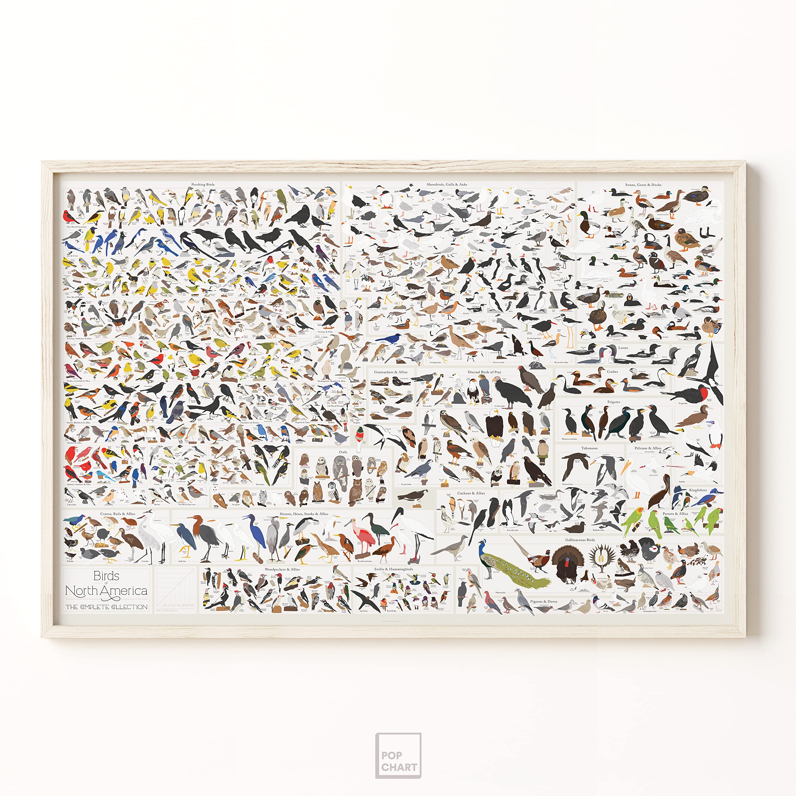 Pop Chart | Birds Of North America | 36'' X 24'' Large-Format Poster | Every Bird Species In North America Illustrated | Perfect