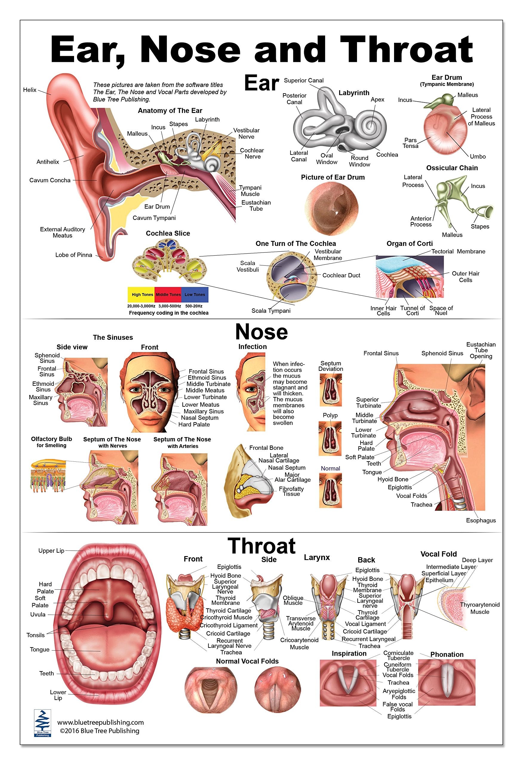 Blue Tree Publishing Ear Nose Throat Anatomy Poster 24X36Inch, Otolaryngology