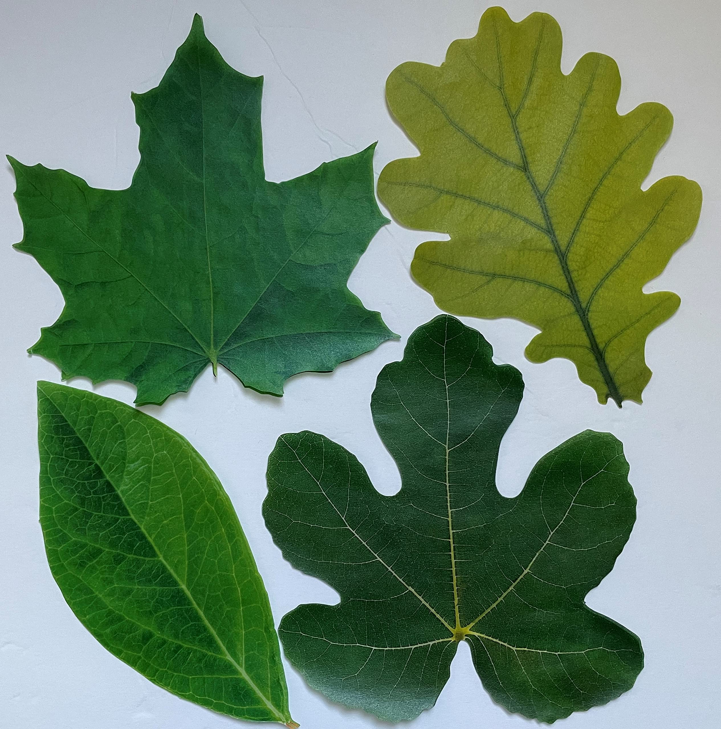 Parchment Paper Leaves For Cheese & Charcuterie Boards - Sisson Distribution Leaves (Pack Of 20) (Spring Leaves)