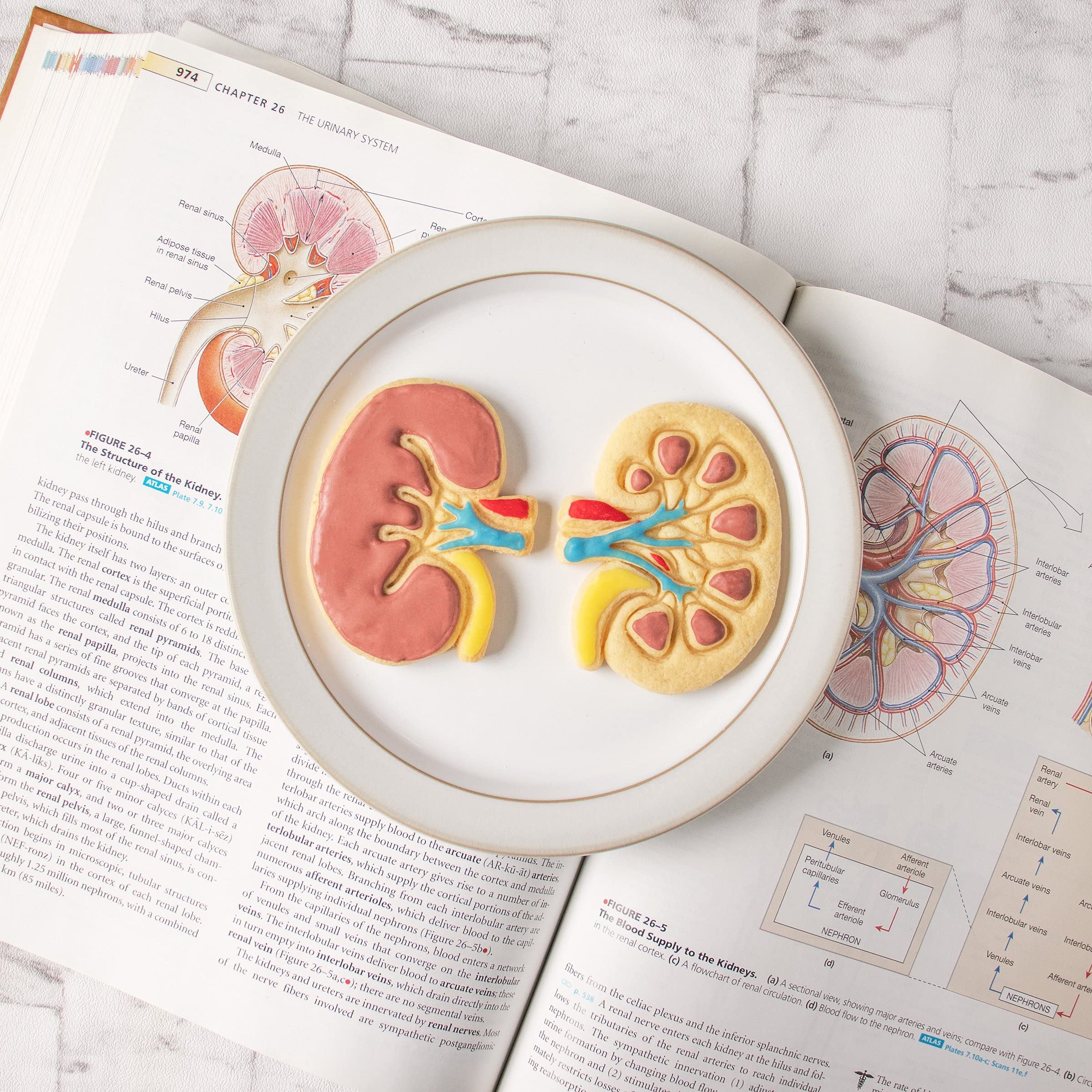 Set Of 2 Kidney Cookie Cutters (Designs: External And Internal Kidney), 2 Pieces - Bakerlogy