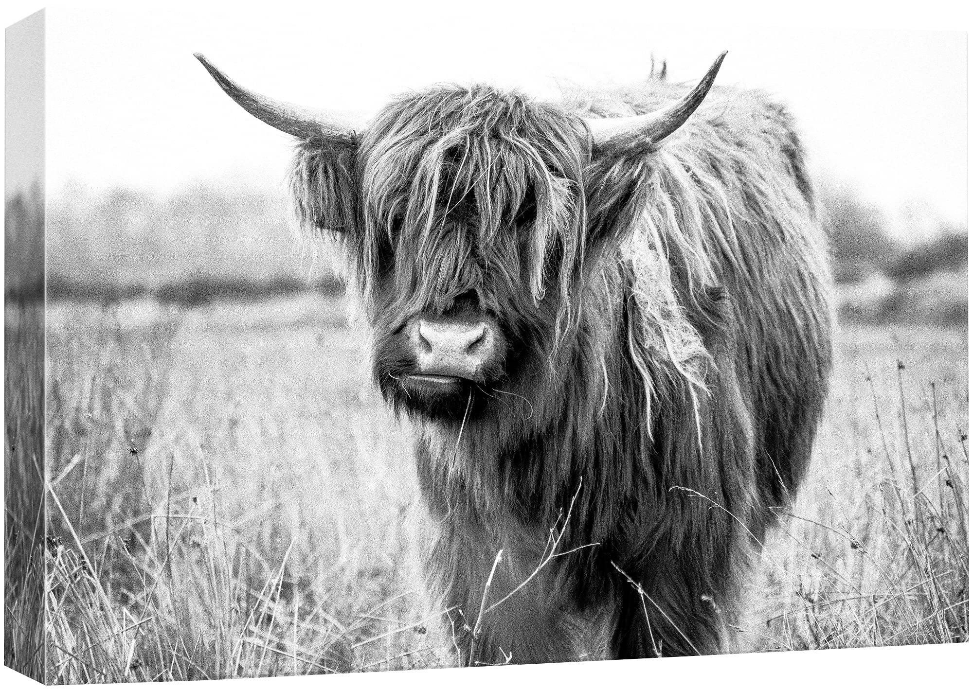 Wall26 Canvas Print Wall Art Black & White Shaggy Ox Portrait Animals Wilderness Photography Realism Rustic Scenic Relax/Calm Mu
