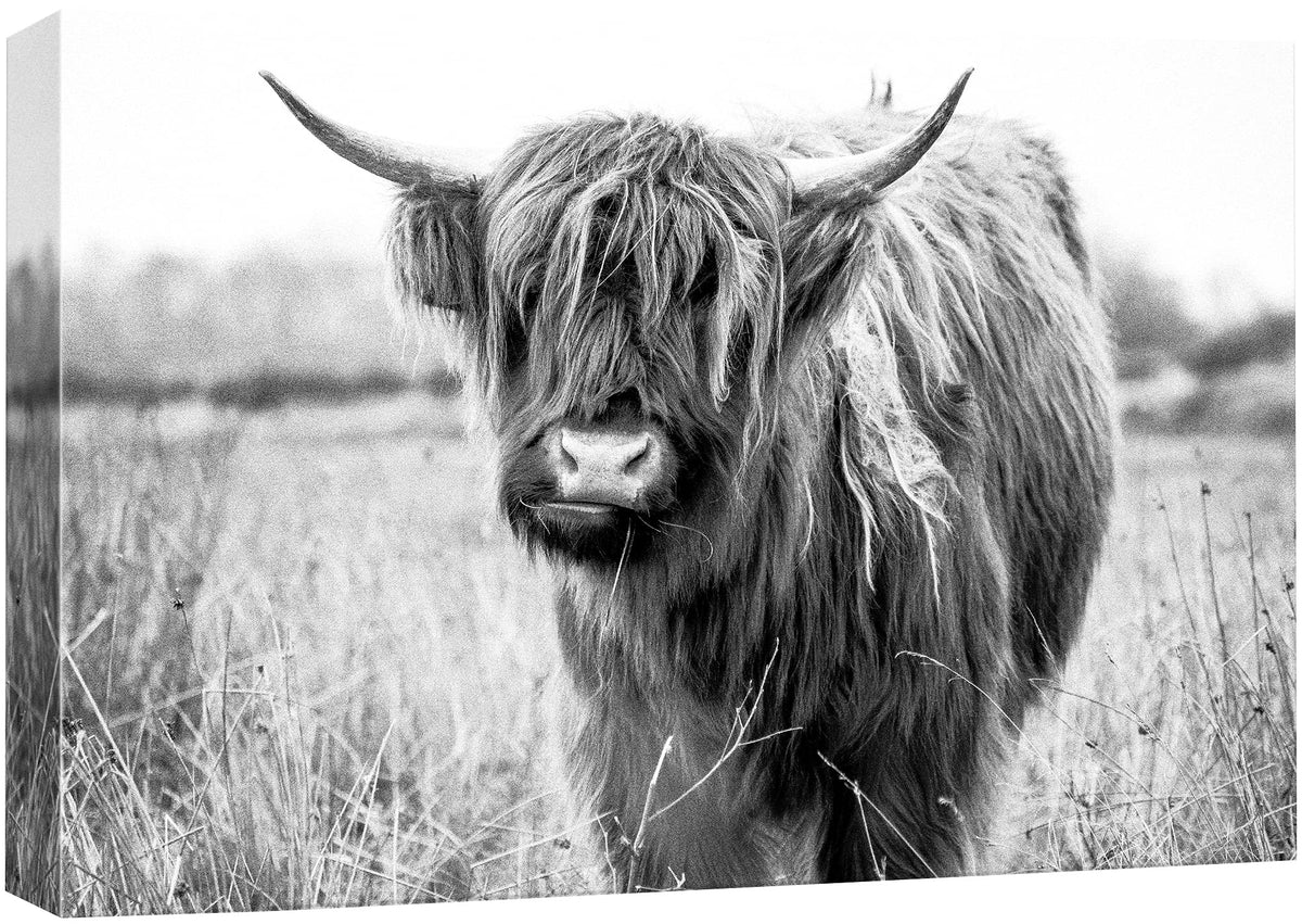Wall26 Canvas Print Wall Art Black & White Shaggy Ox Portrait Animals Wilderness Photography Realism Rustic Scenic Relax/Calm Mu