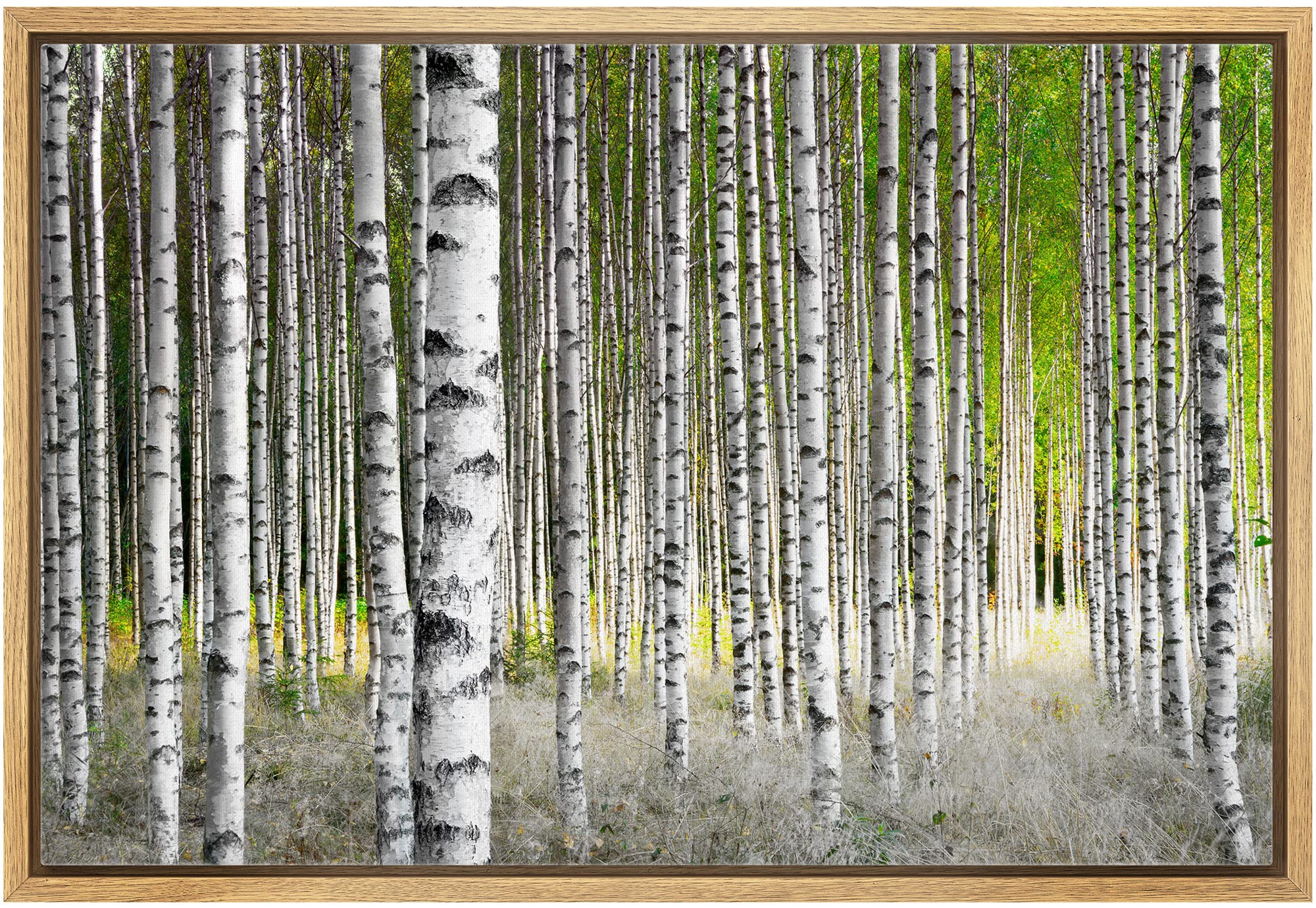 Wall26 Framed Canvas Print Wall Art White Birch Trees In Green Forest Nature Wilderness Photography Modern Art Rustic Scenic Col