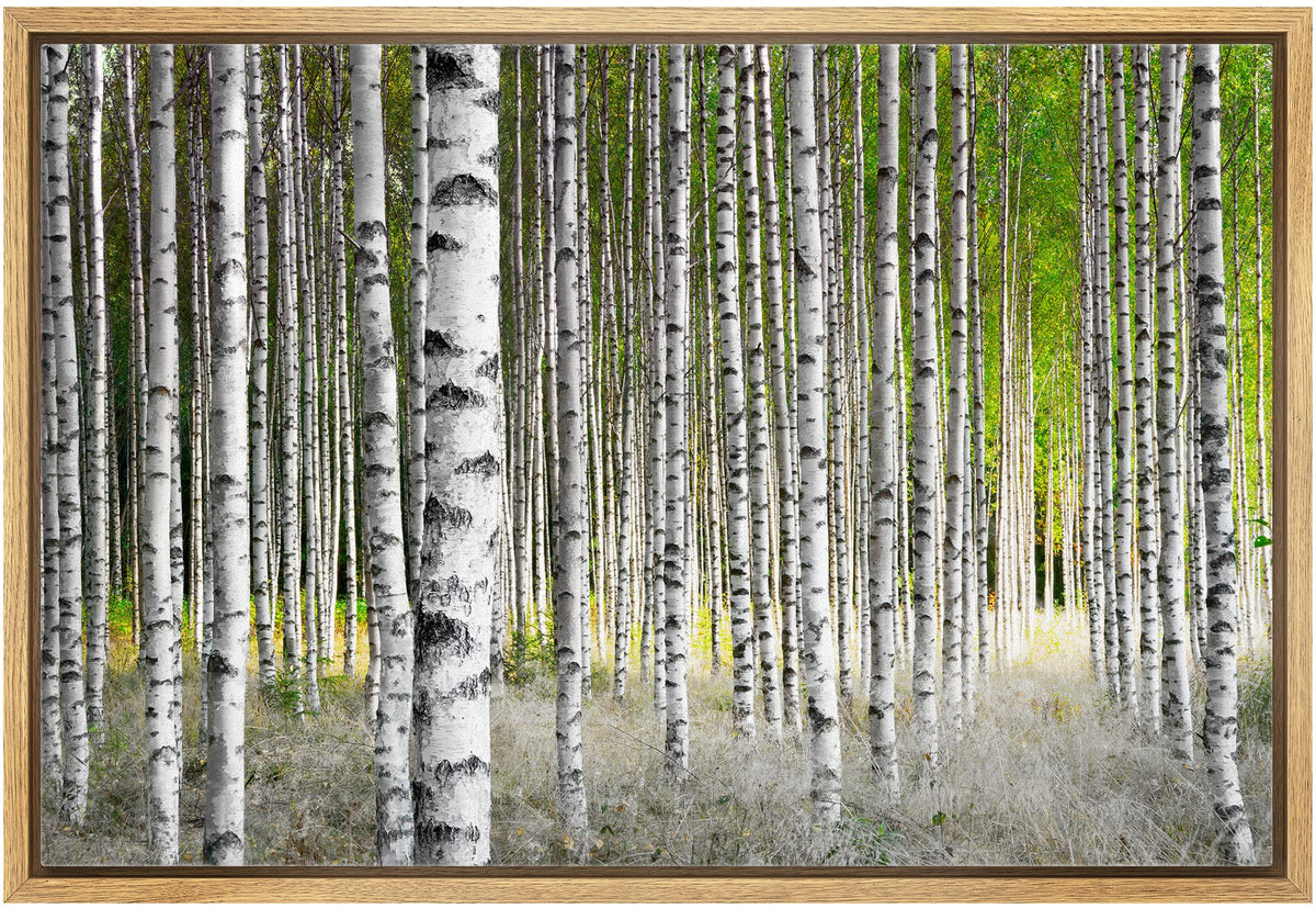 Wall26 Framed Canvas Print Wall Art White Birch Trees In Green Forest Nature Wilderness Photography Modern Art Rustic Scenic Col
