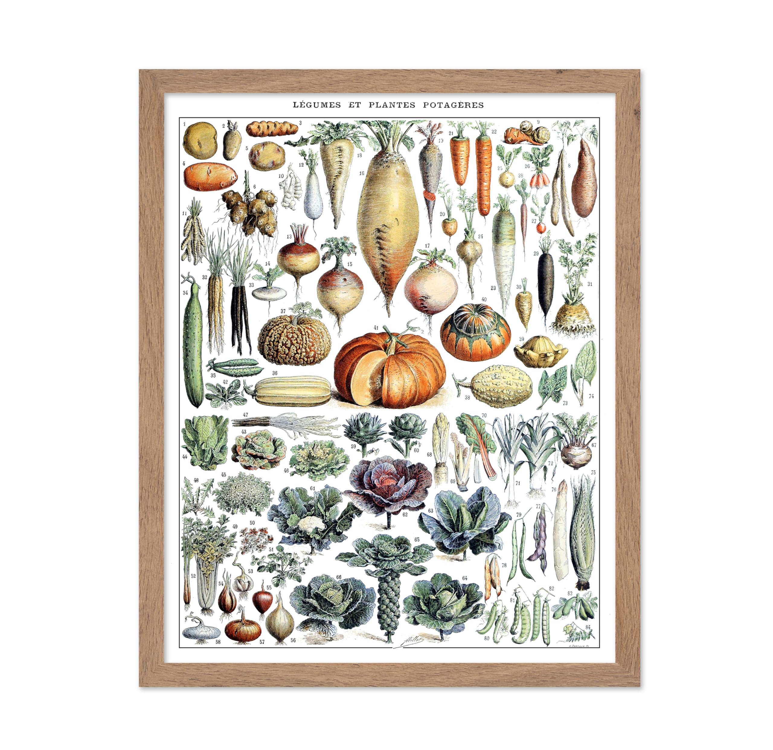 Poster Master Vintage Adolphe Millot Poster - Retro Drawing Print - Gift for Artist, Friend - Botanical, Vegetables, Pumpkin, Le