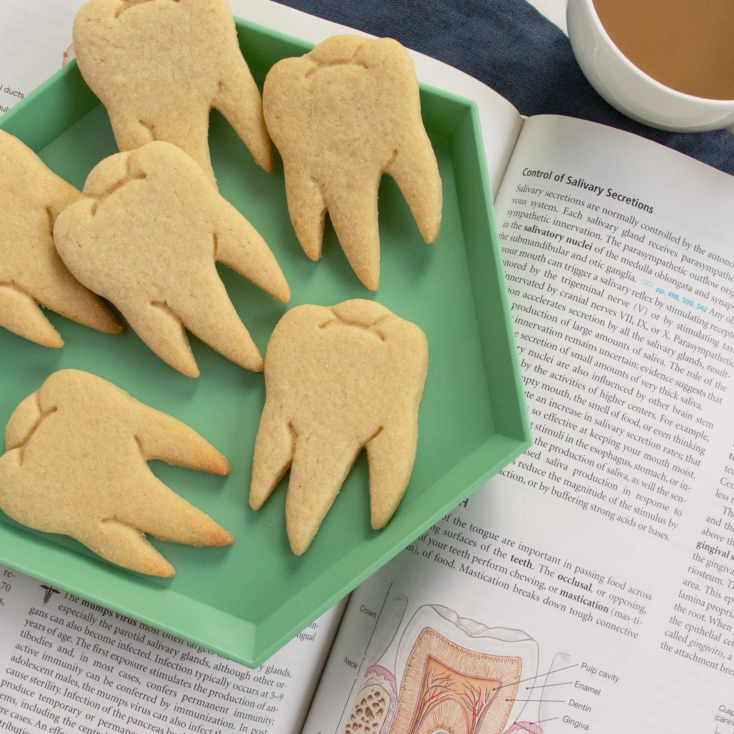 Realistic Molar Tooth Cookie Cutter, 1 Piece - Bakerlogy
