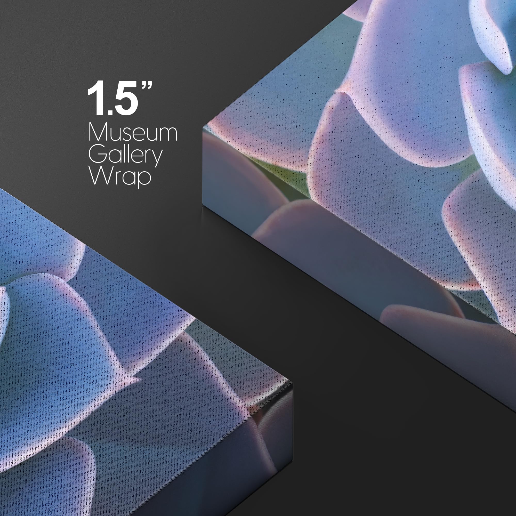 Wall26 Canvas Print Wall Art Blue Purple Desert Echeveria Succulent Nature Floral Photography Realism Botanical Wilderness Zen R