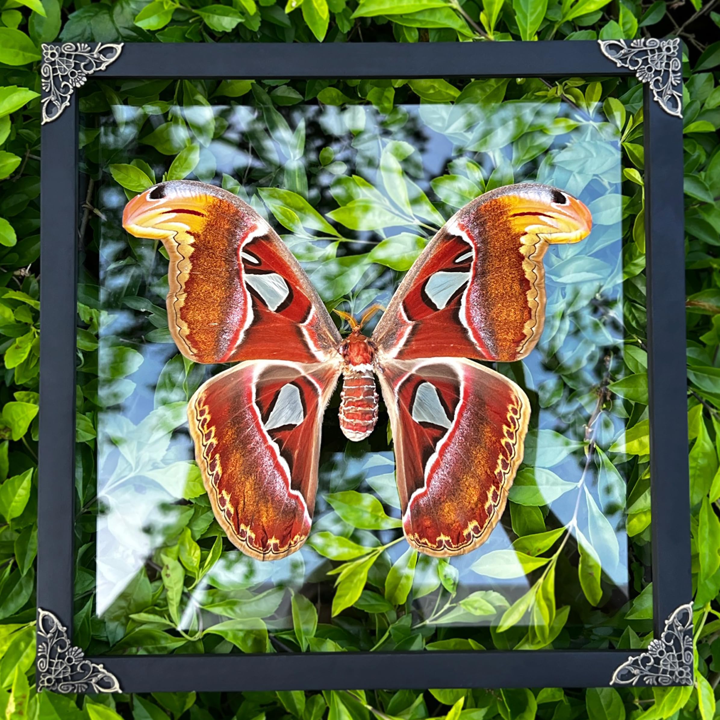 Real Framed Attacus Atlas Moth Butterfly Dead Insect Dried Bug Lover Shadow Box Taxidermy Collectables Specimen Tabletop Wall Ro