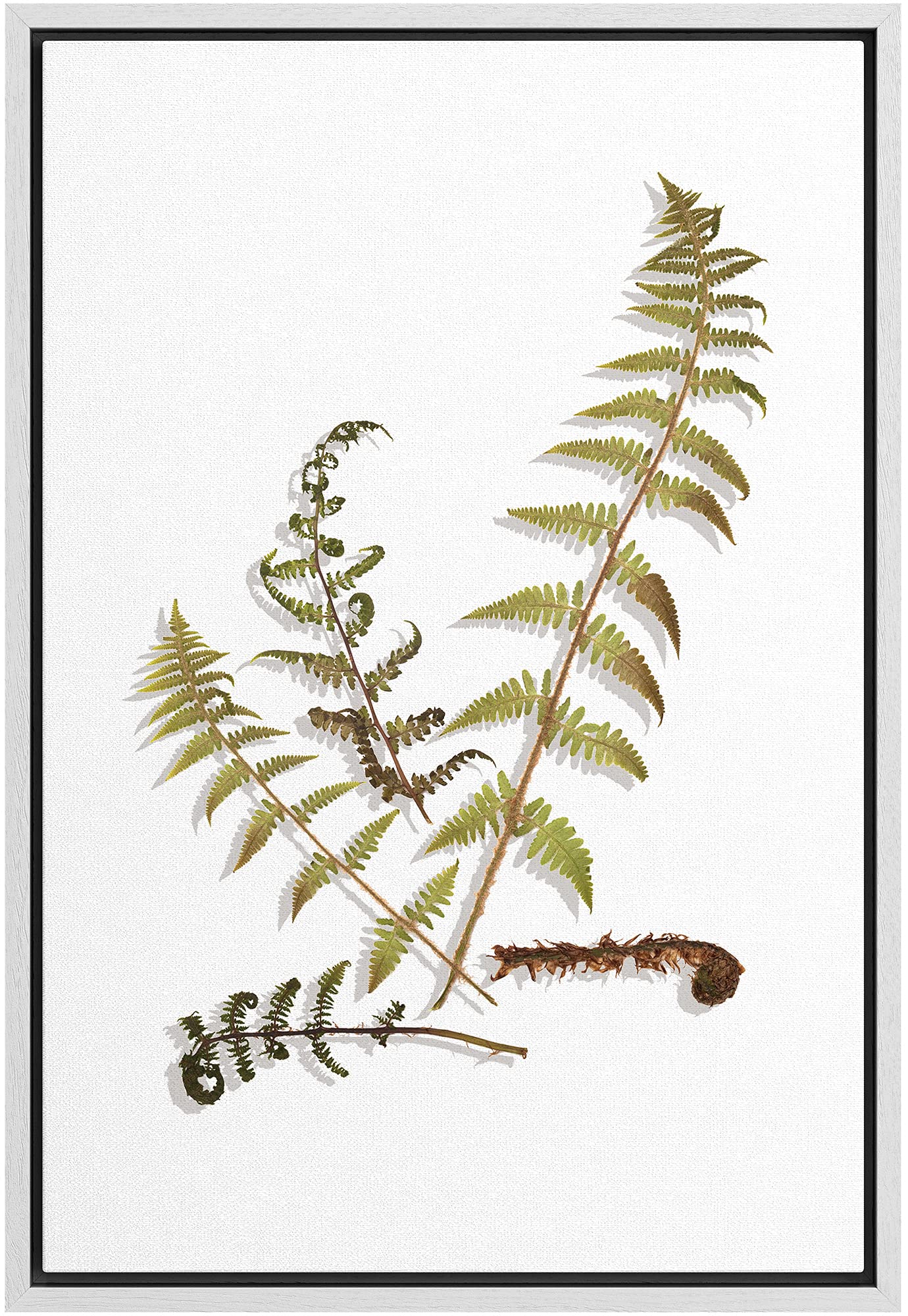 Signford Canvas Print Wall Art Green & Brown Fern Leaf Arrangement Floral Plants Illustrations Modern Art Rustic Group Colorful