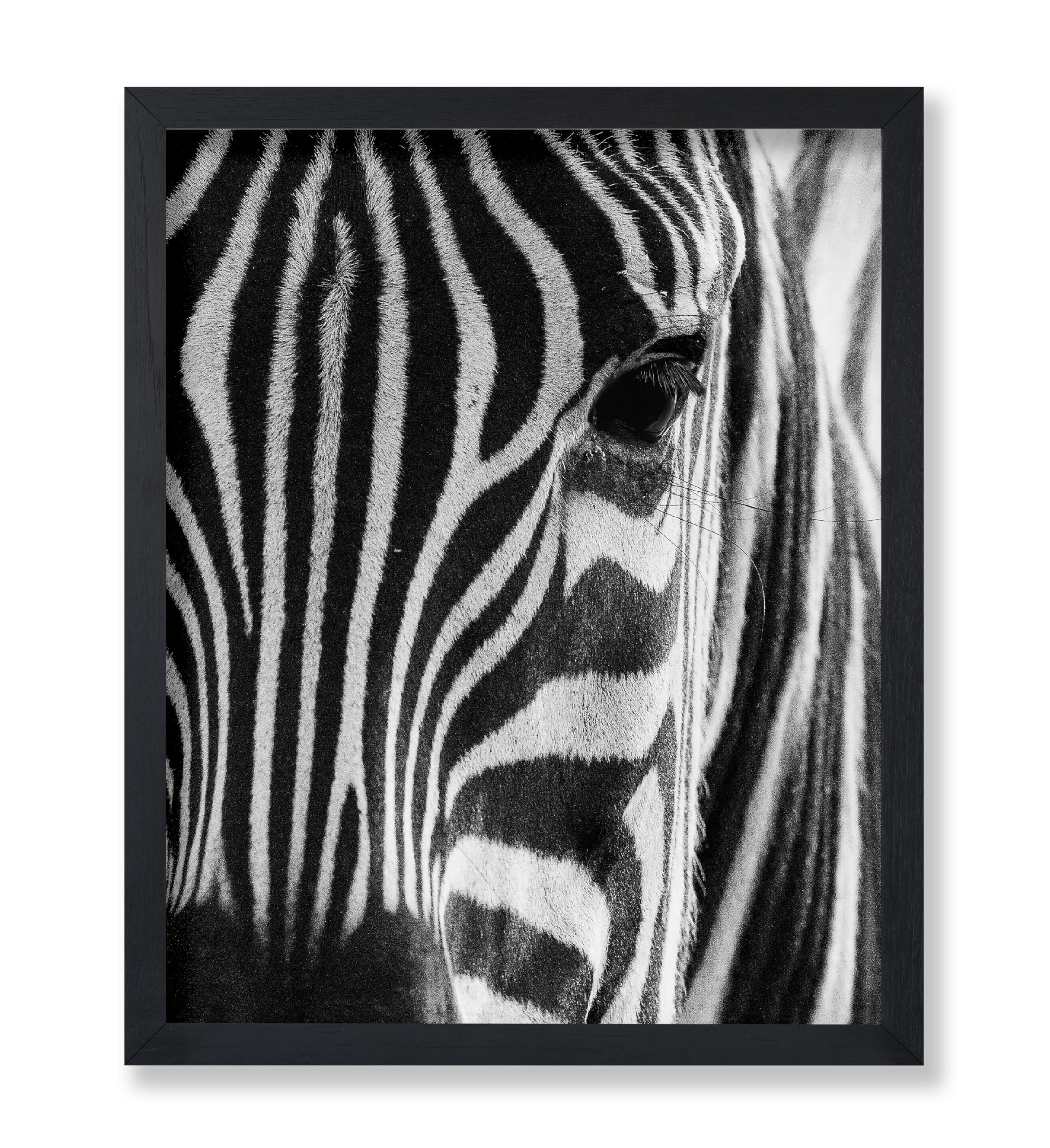 Poster Master Photograph Poster - Retro Animal Print - Striped Zebra, Face Close Up, Safari, Wildlife, Black and White - 16x20 U
