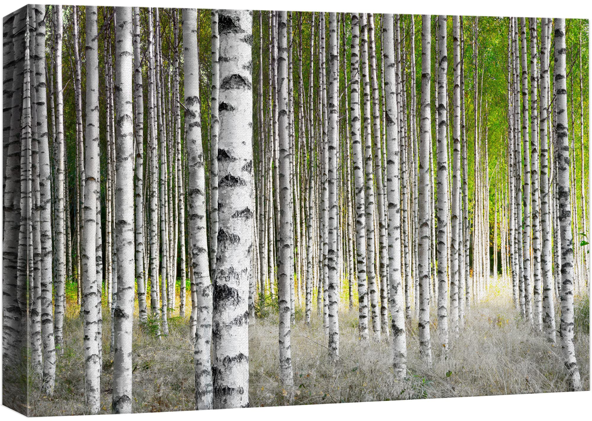 Wall26 Canvas Print Wall Art White Birch Trees In Green Forest Nature Wilderness Photography Modern Art Rustic Scenic Colorful M