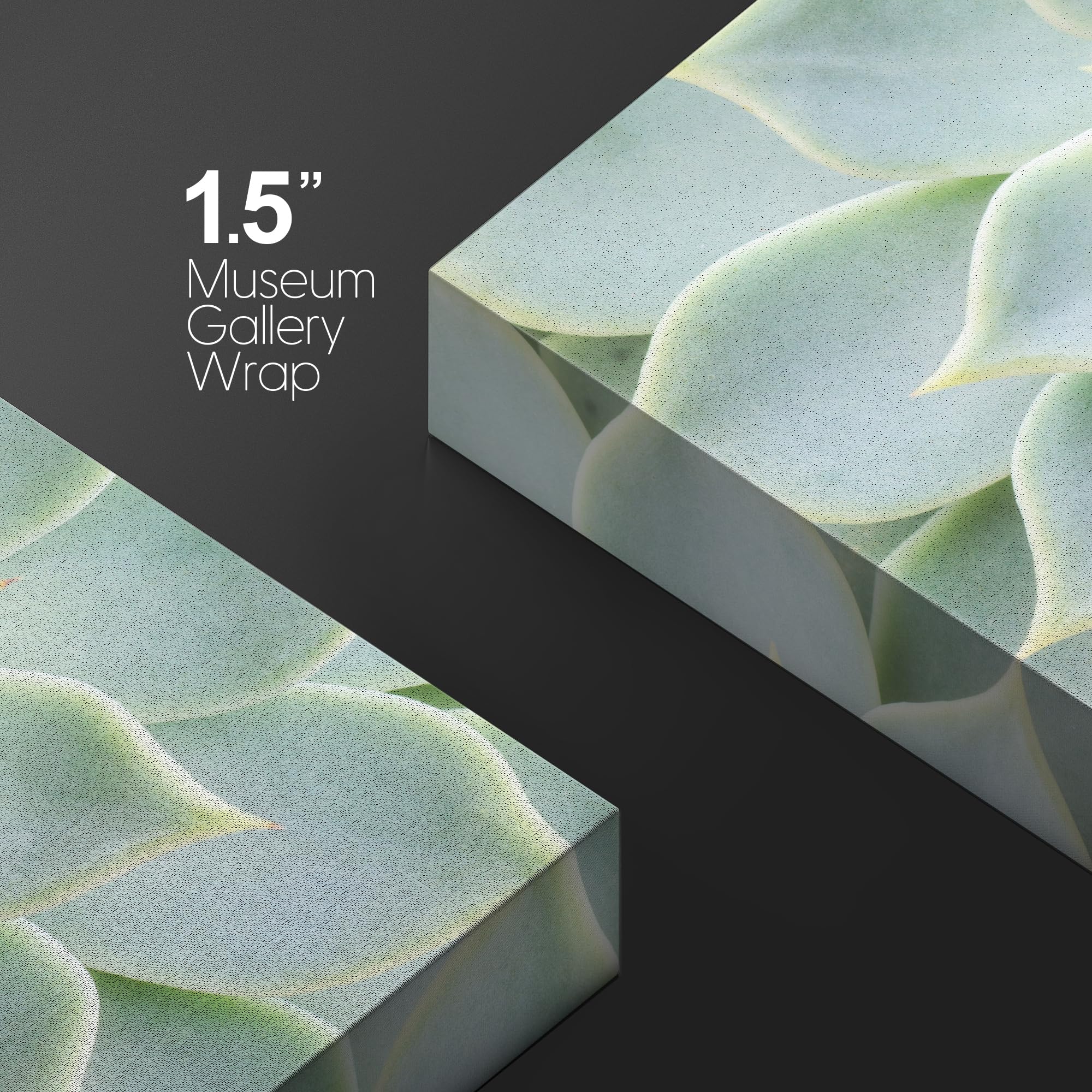 Wall26 Canvas Print Wall Art Green Rose Succulent Nature Wilderness Photography Realism Floral Botanical Southwest Rustic Countr