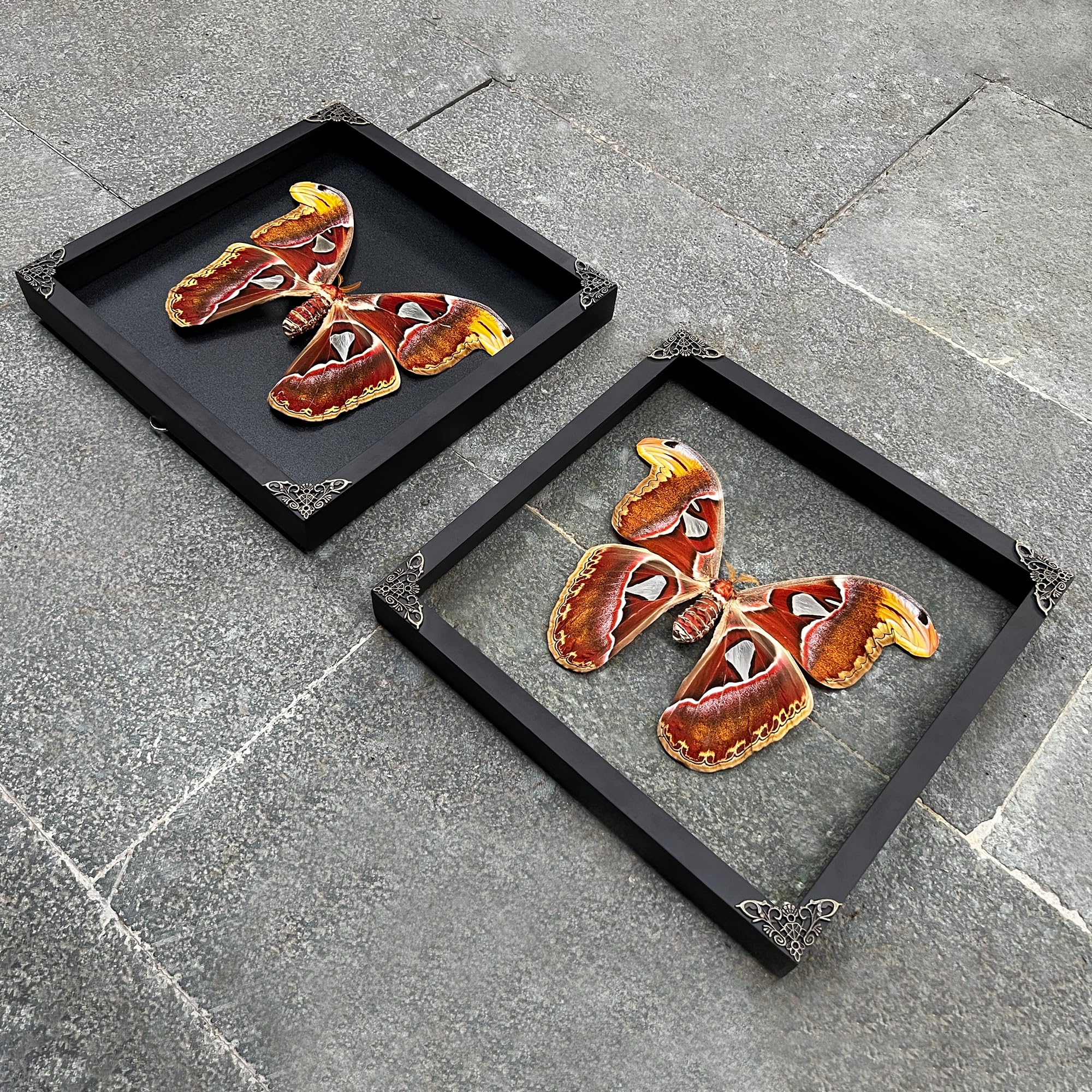 Real Framed Attacus Atlas Moth Butterfly Dead Insect Dried Bug Lover Shadow Box Taxidermy Collectables Specimen Tabletop Wall Ro