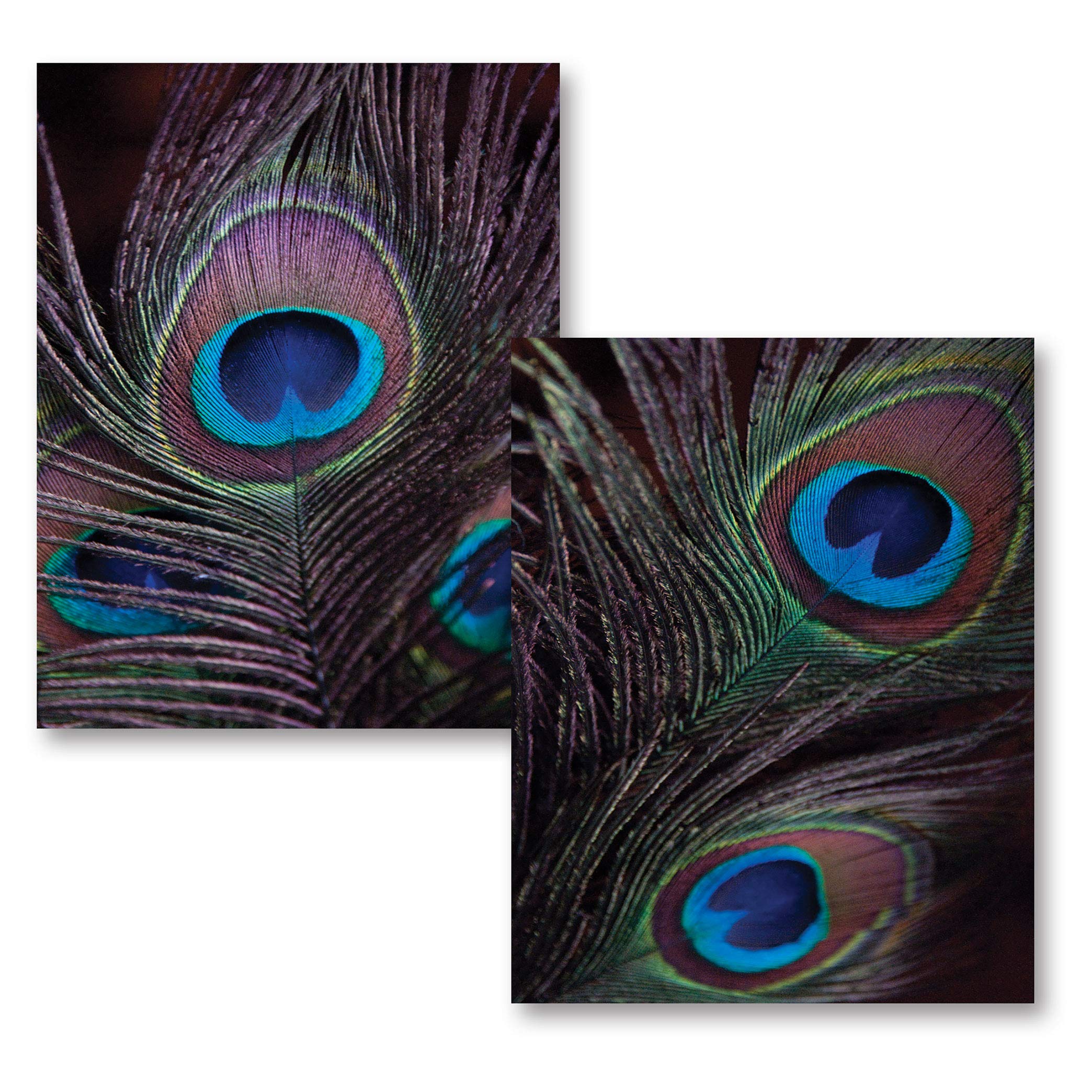 Gorgeous Blue Brown And Green Peacock Feather Photograph Print Set; Two 11X14 Poster Prints