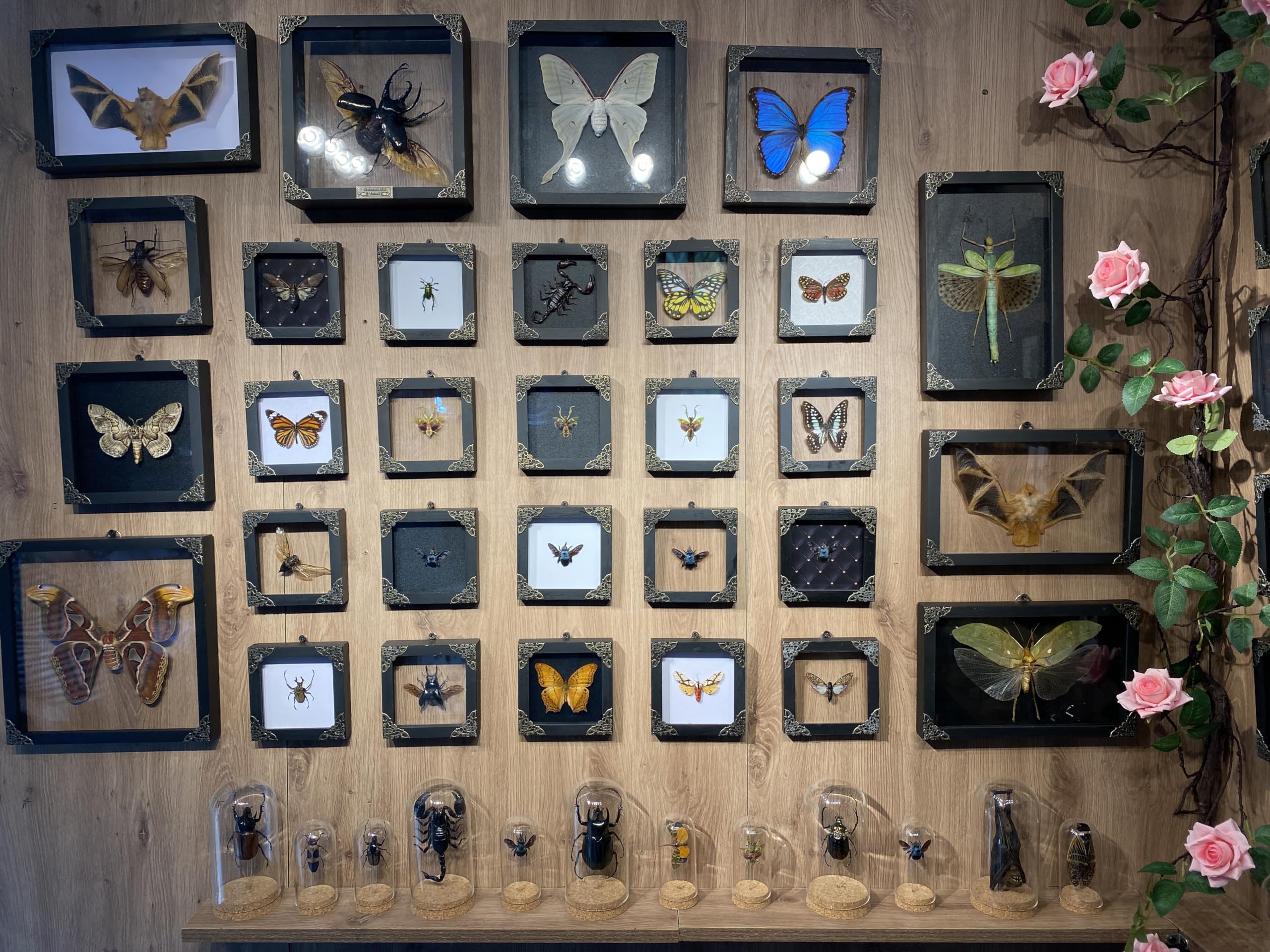 2 Real Green Mantis Lanternfly Frames Dead Insect Dried Bug Shadow Box Wood Oddity Framed Taxidermy Specimen Collectables Decora