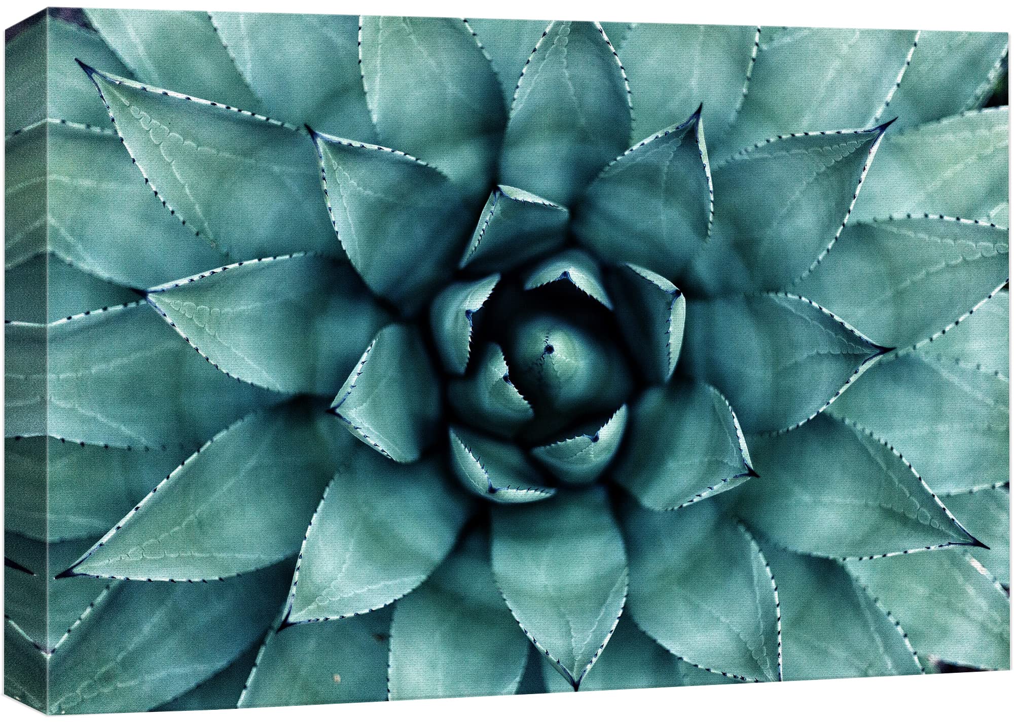 Wall26 Canvas Print Wall Art Closeup Of Teal Rose Succulent Floral Plants Photography Realism Rustic Scenic Colorful Multicolor