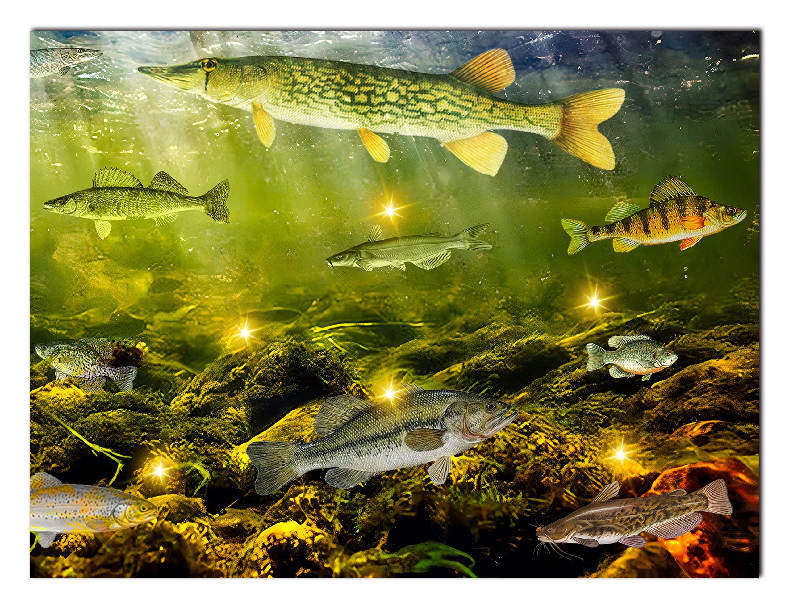Alottagifts Freswater Fish Collection Lighted Canvas Wall Art Print 16'' X 12'' With Timer | Led Canvas Canvas Wall Art Print De
