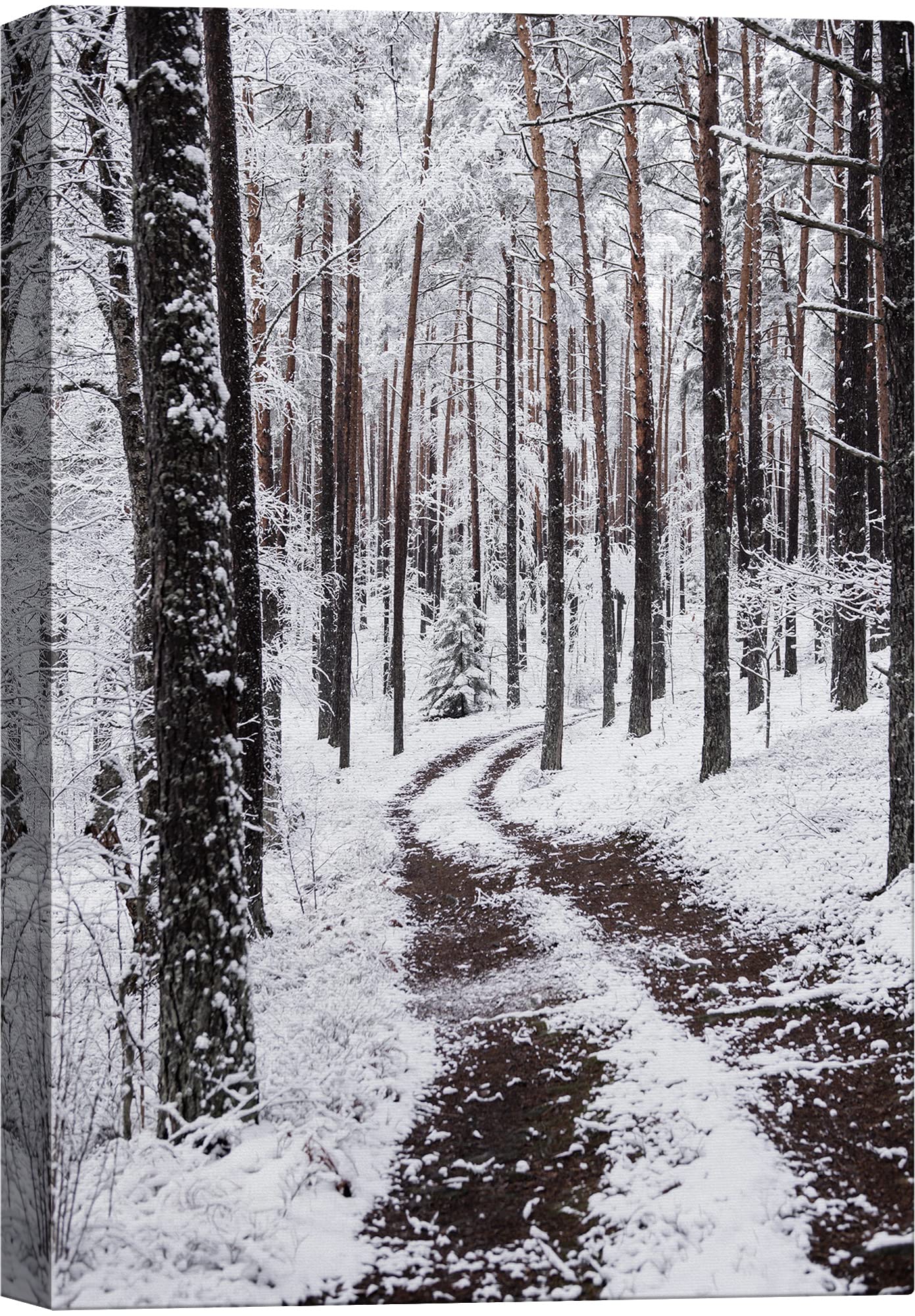 Signwin Canvas Wall Art Winter Trees Cool Dramatic Forest Multicolor Nature Photography Rustic - 24X36 Inches