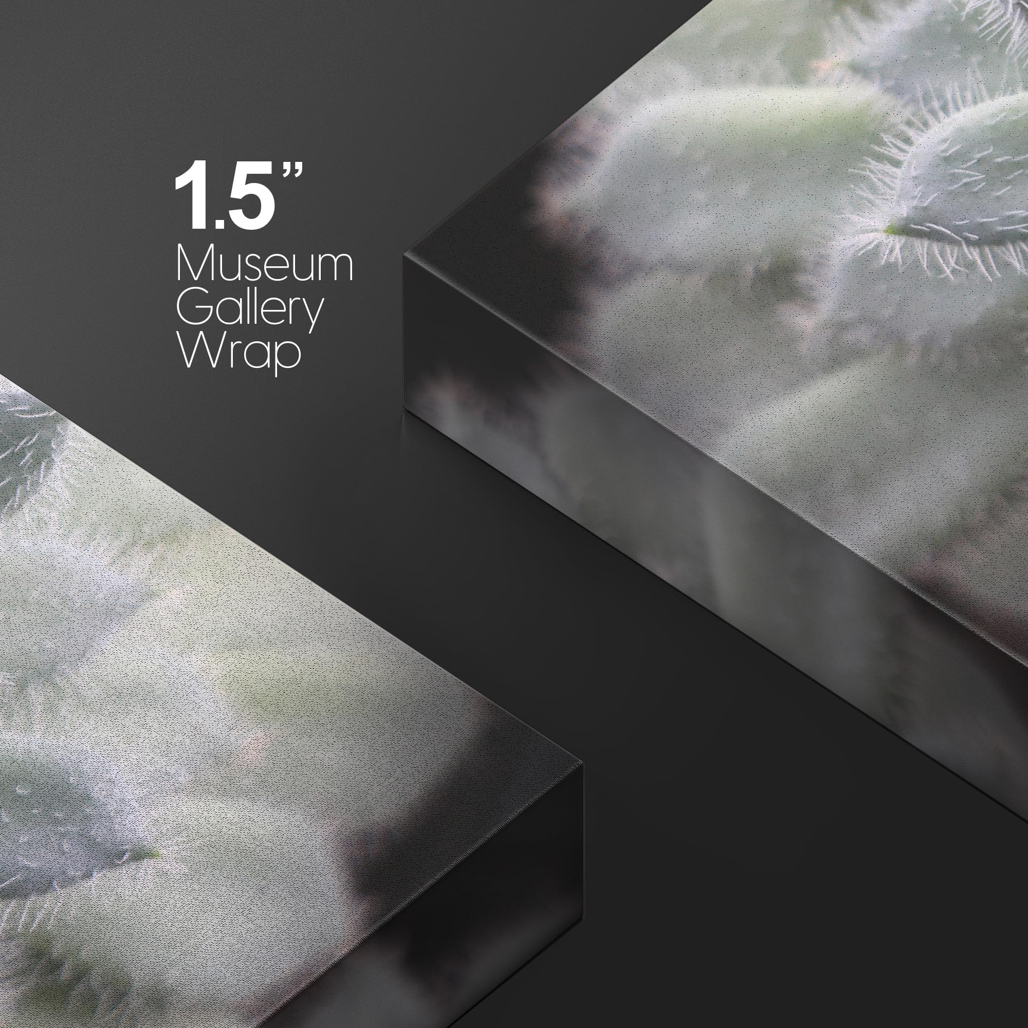 Wall26 Canvas Print Wall Art Fuzzy Echeveria Setosa Desert Succulent Nature Floral Photography Realism Botanical Wilderness Zen