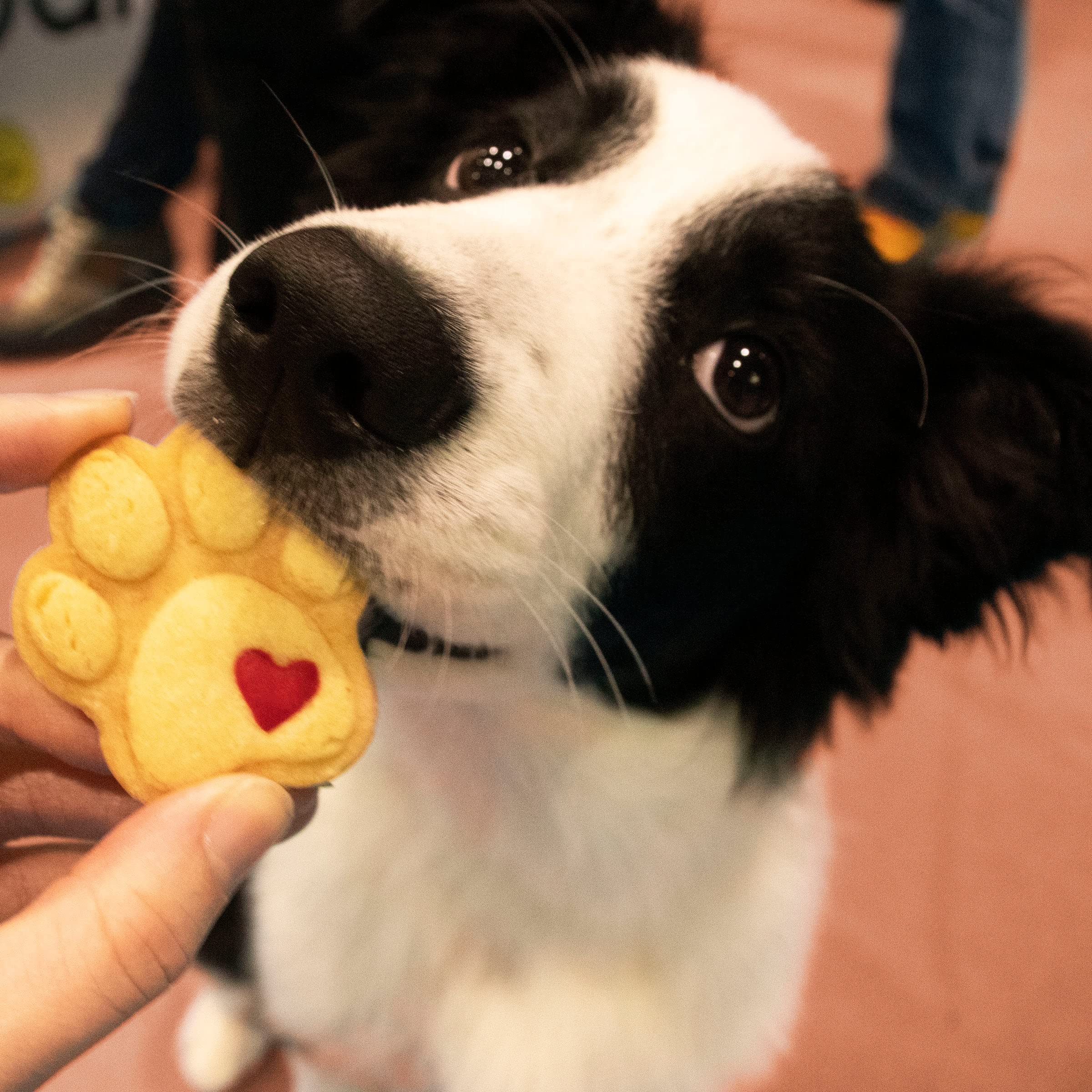 Cute Paw Cookie Cutter - Small, 1 Piece - Bakerlogy