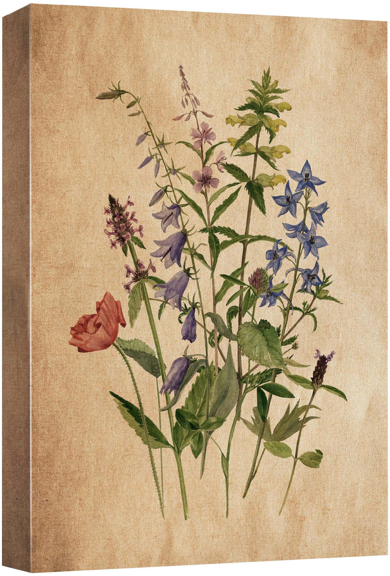 Wall26 Canvas Print Wall Art Retro Antique Wildflower Still Life Nature Wilderness Illustrations Modern Art Botanical Floral Far