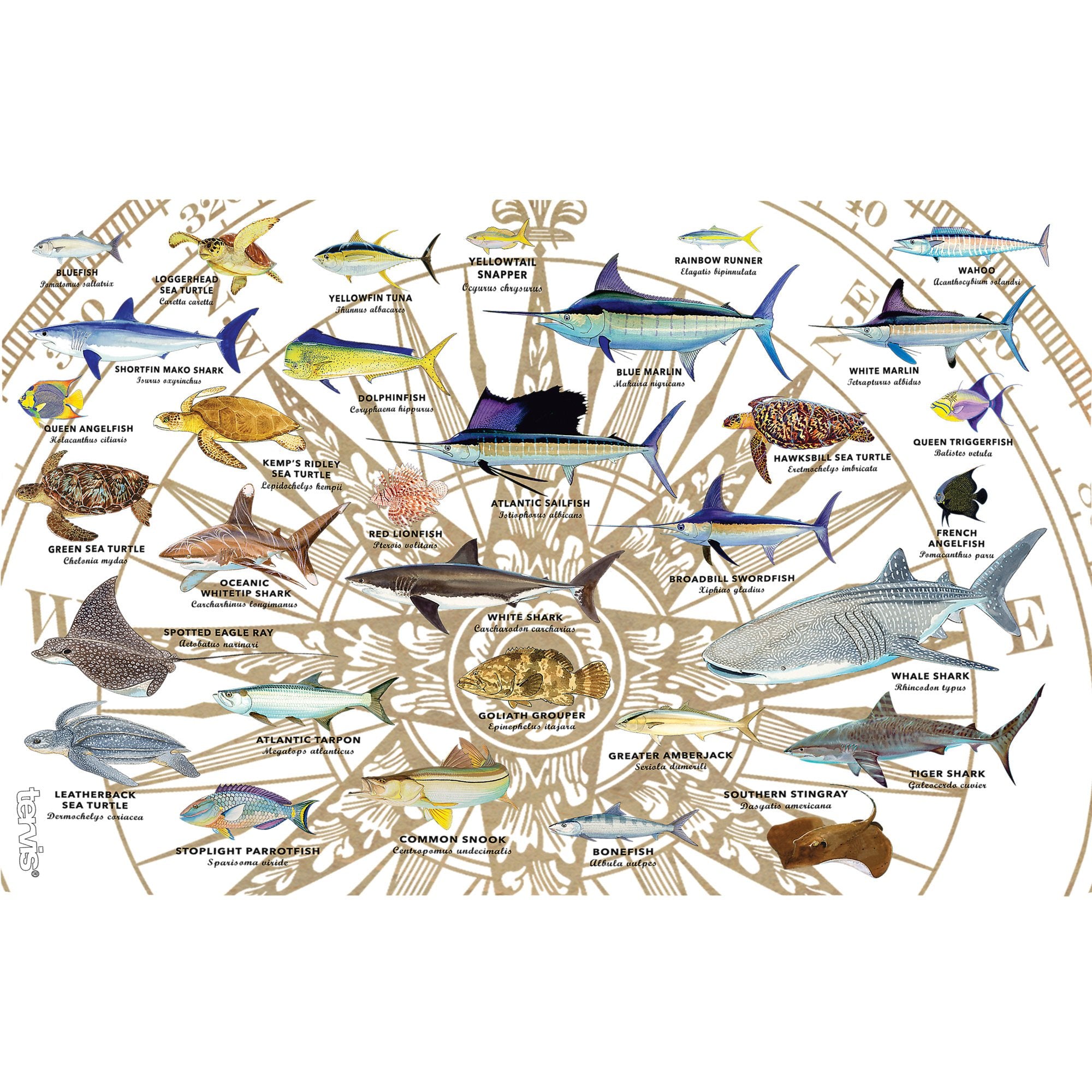 Tervis Guy Harvey Charts Made In Usa Double Walled Insulated Tumbler Travel Cup Keeps Drinks Cold & Hot, 16Oz Legacy, Classic