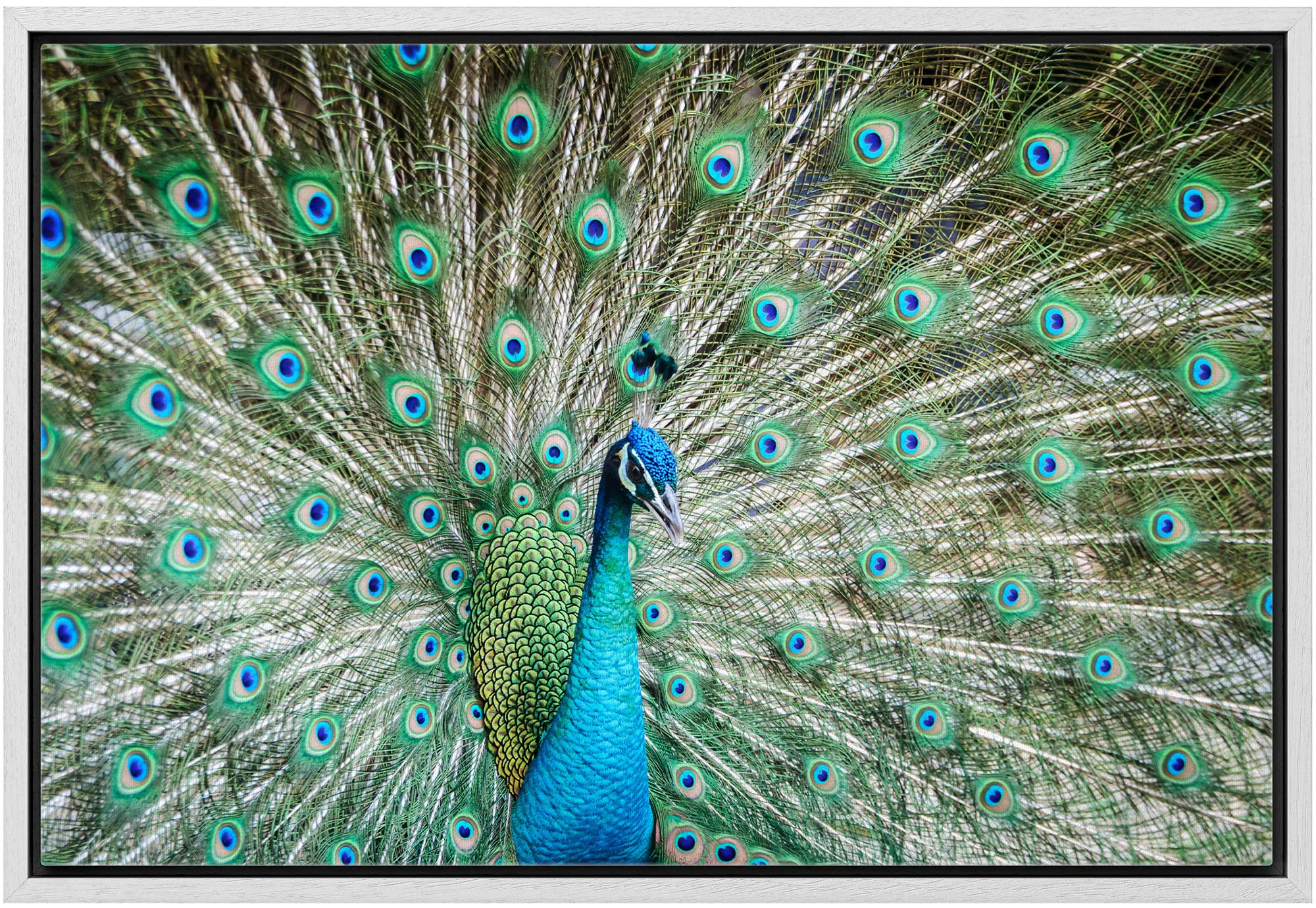 Wall26 Framed Canvas Prints Wall Art Peacock Showing Its Beautiful Feathers/Spreading Its Tail | Wall Decor Stretched Gallery Fr
