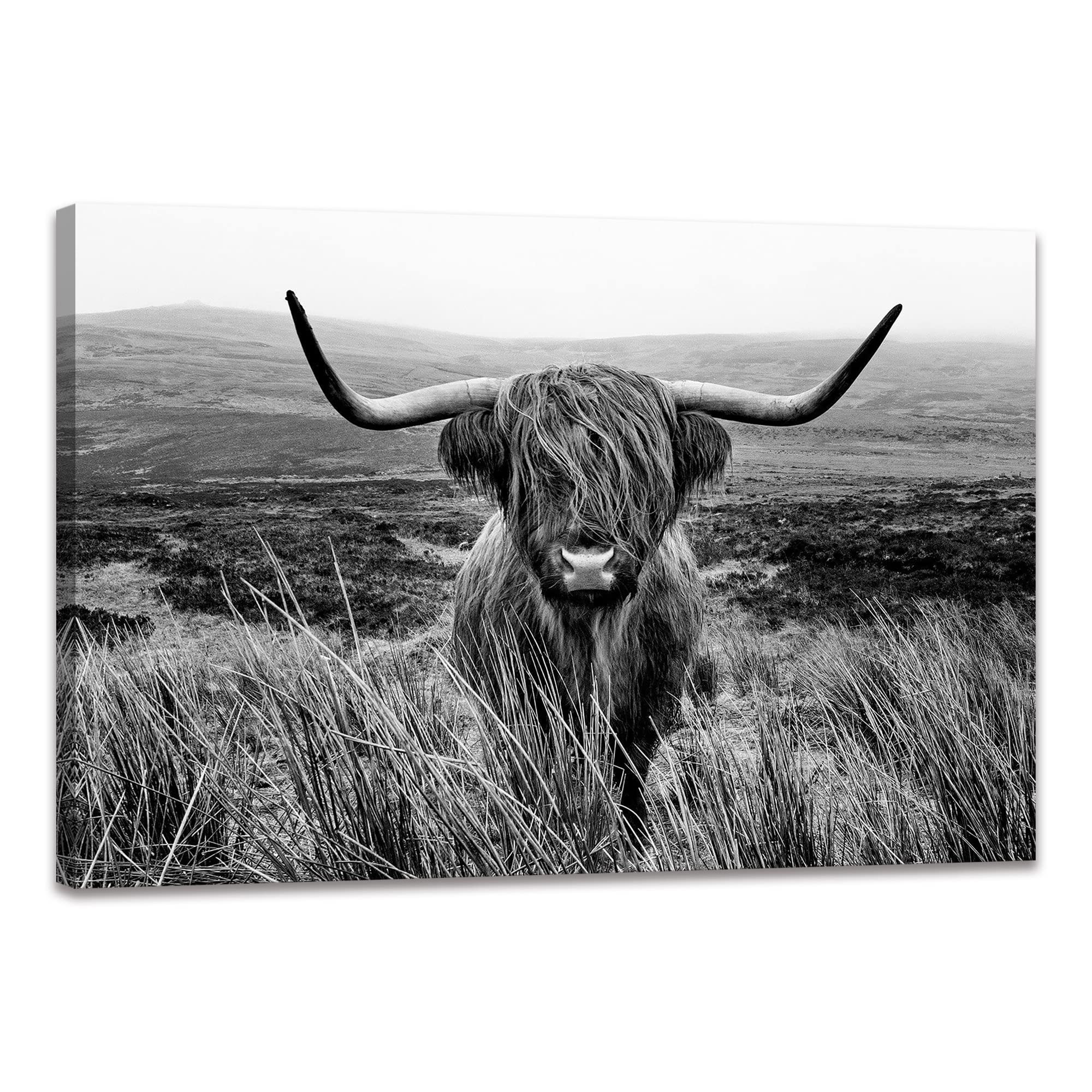 Highland Cow Wall Art Black And White Animal Wall Decor Canvas Cow Picture Highland Cow Prints Paintings Framed For Living Room