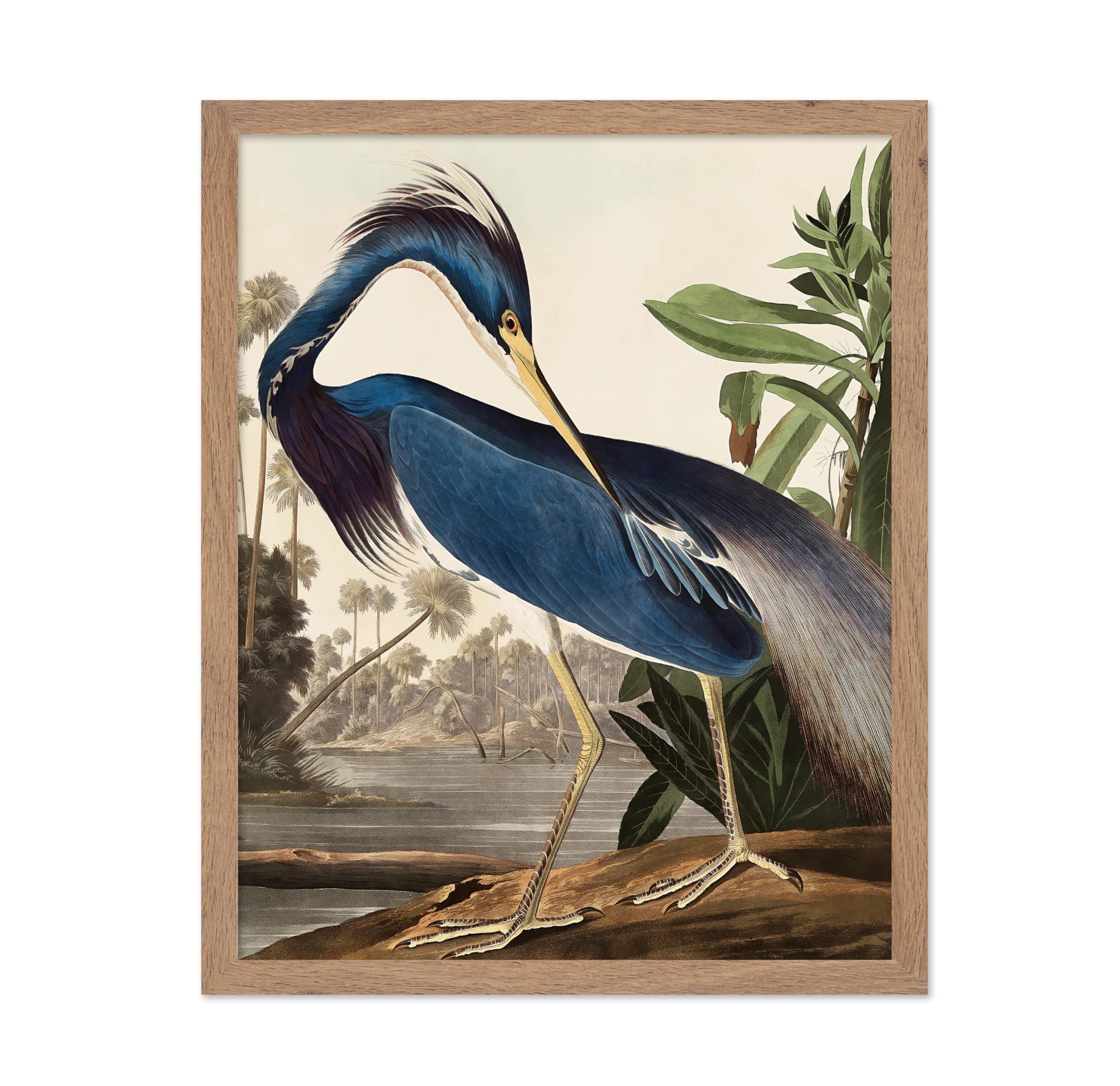 Poster Master Vintage Illustration Poster - Retro Animal Print - Gift for Artist, Friend - Louisiana Heron, Tropical Bird, Wildl