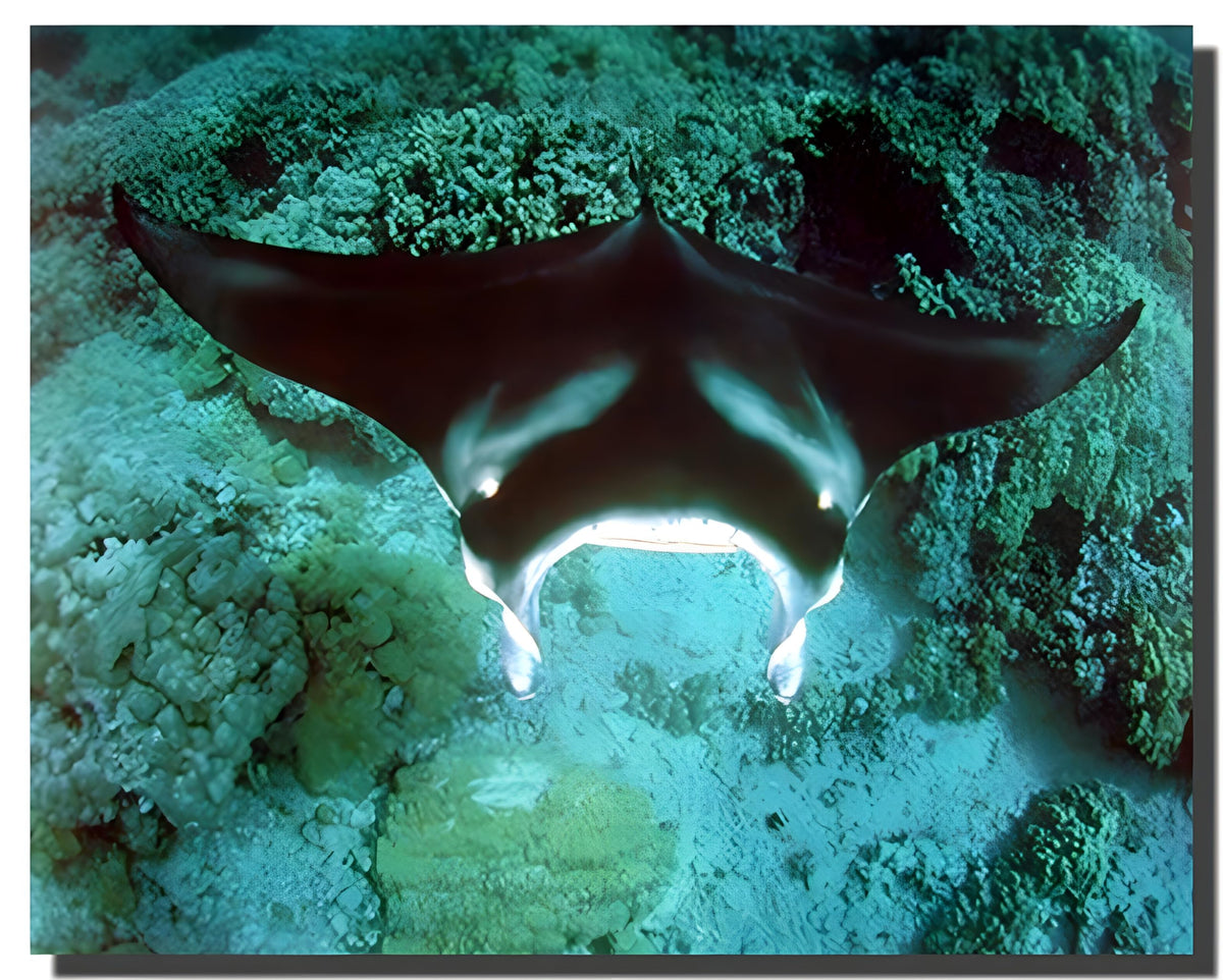 Underwater Ocean Animal Manta Ray Sea Life Nature Underwater Wall Decor Art Print Posters Picture (16X20)
