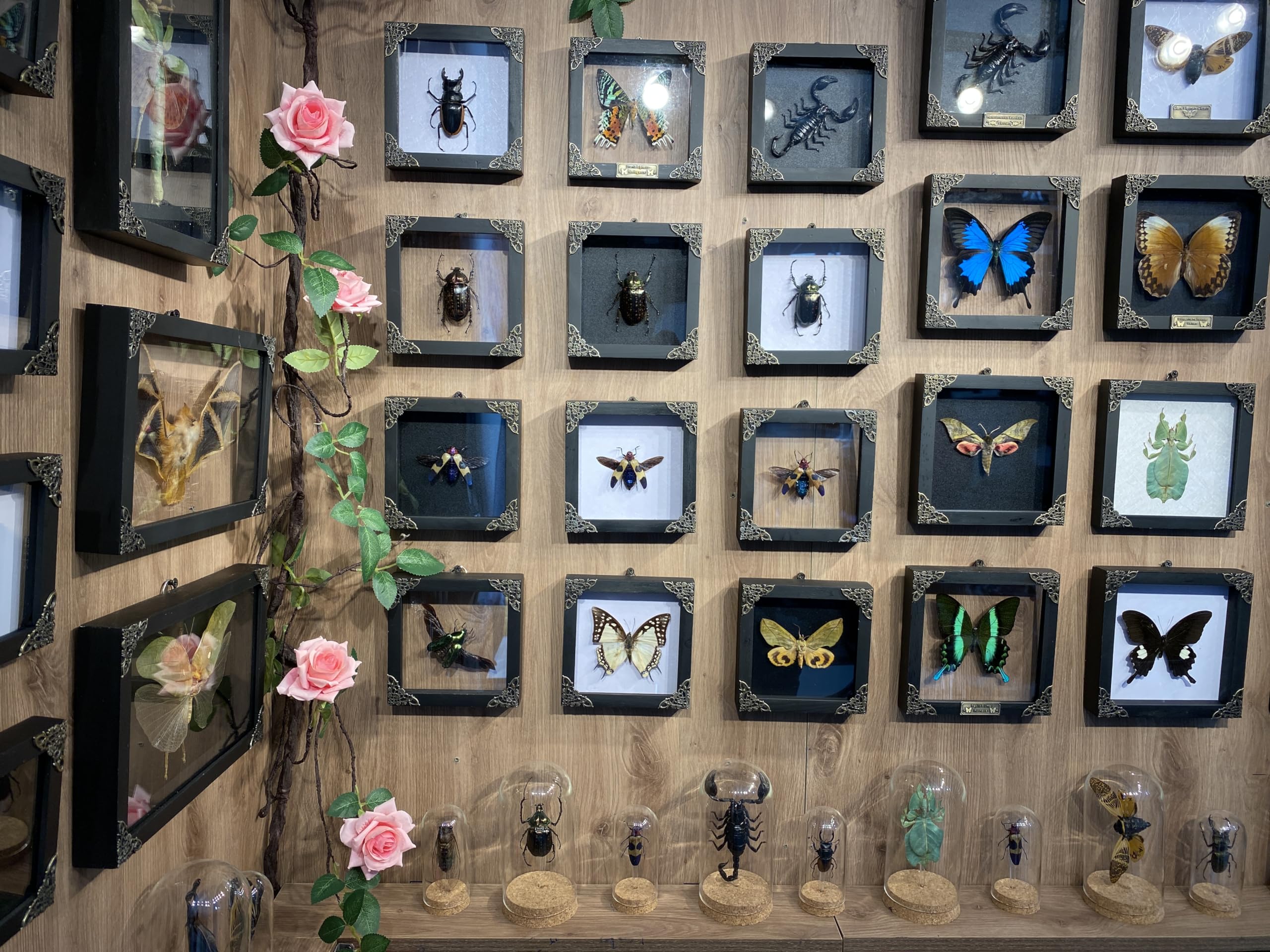 Real Framed Cheirotonus Beetle Dried Insect Dead Bug White Frame Specimen Artwork Wall Hanging Decor Entomology Display Tabletop