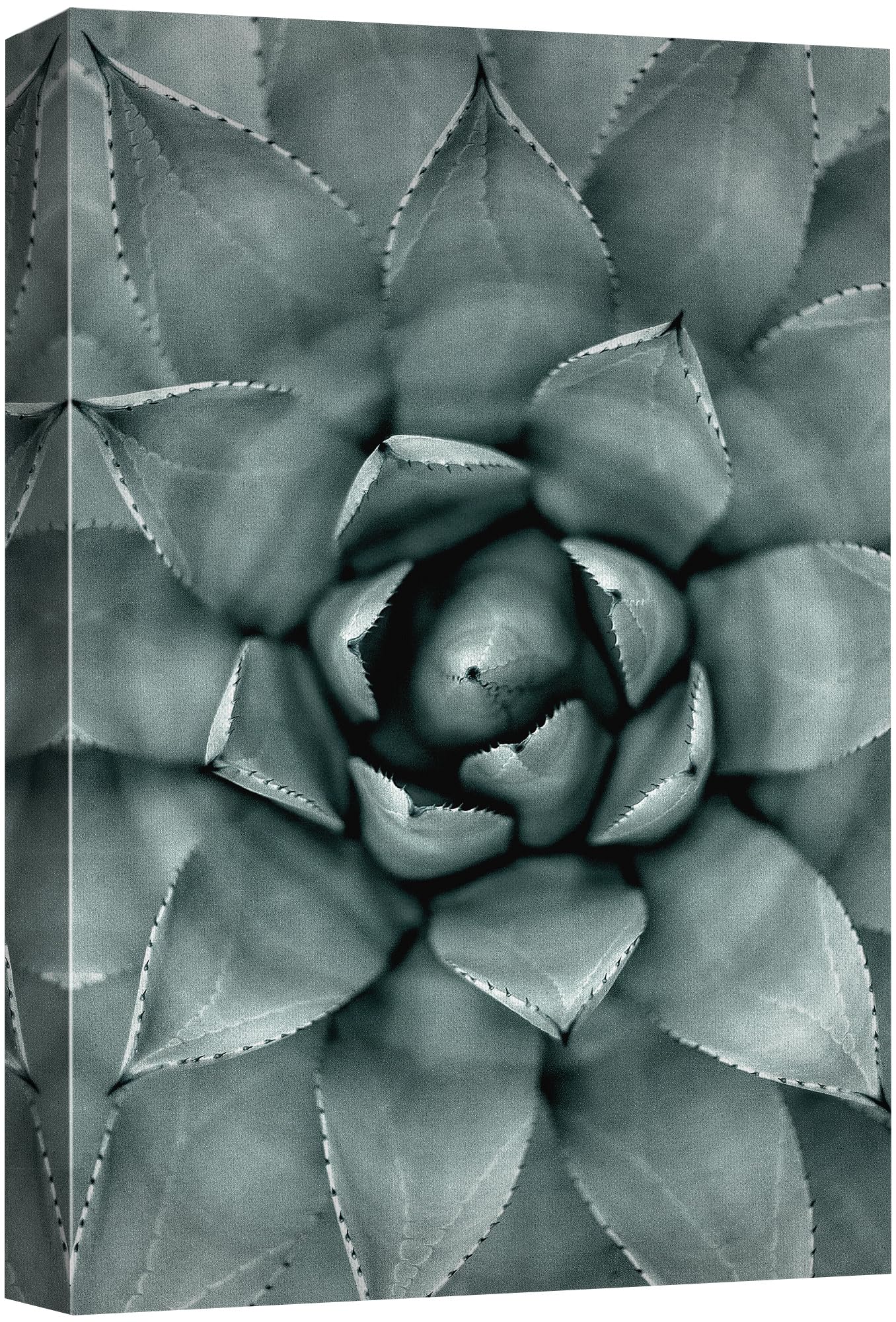 Wall26 Canvas Print Wall Art Monochrome Succulent Plant Chic Contemporary Botanical Nature Wilderness Photography Modern Art Dec