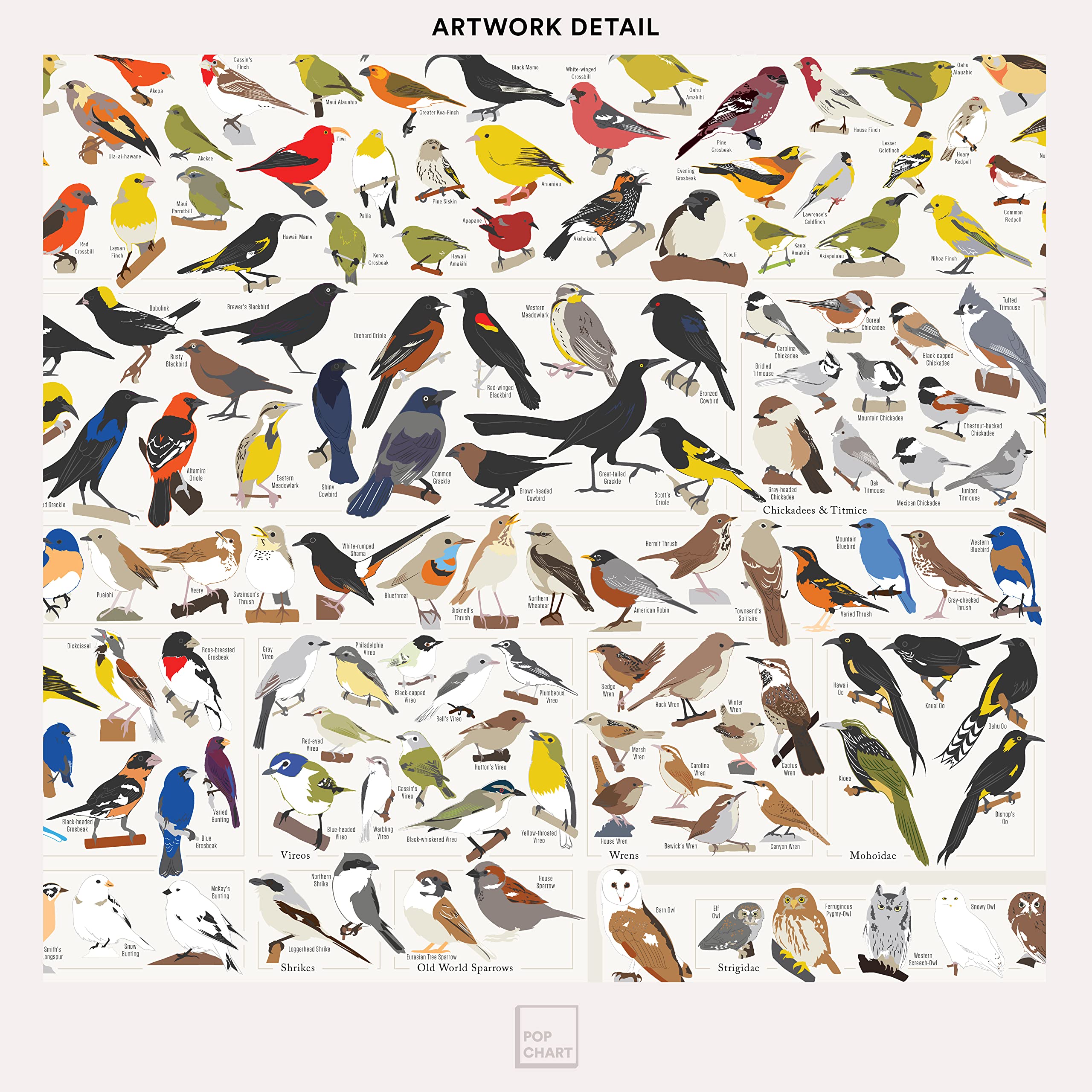 Pop Chart | Birds Of North America | 36'' X 24'' Large-Format Poster | Every Bird Species In North America Illustrated | Perfect