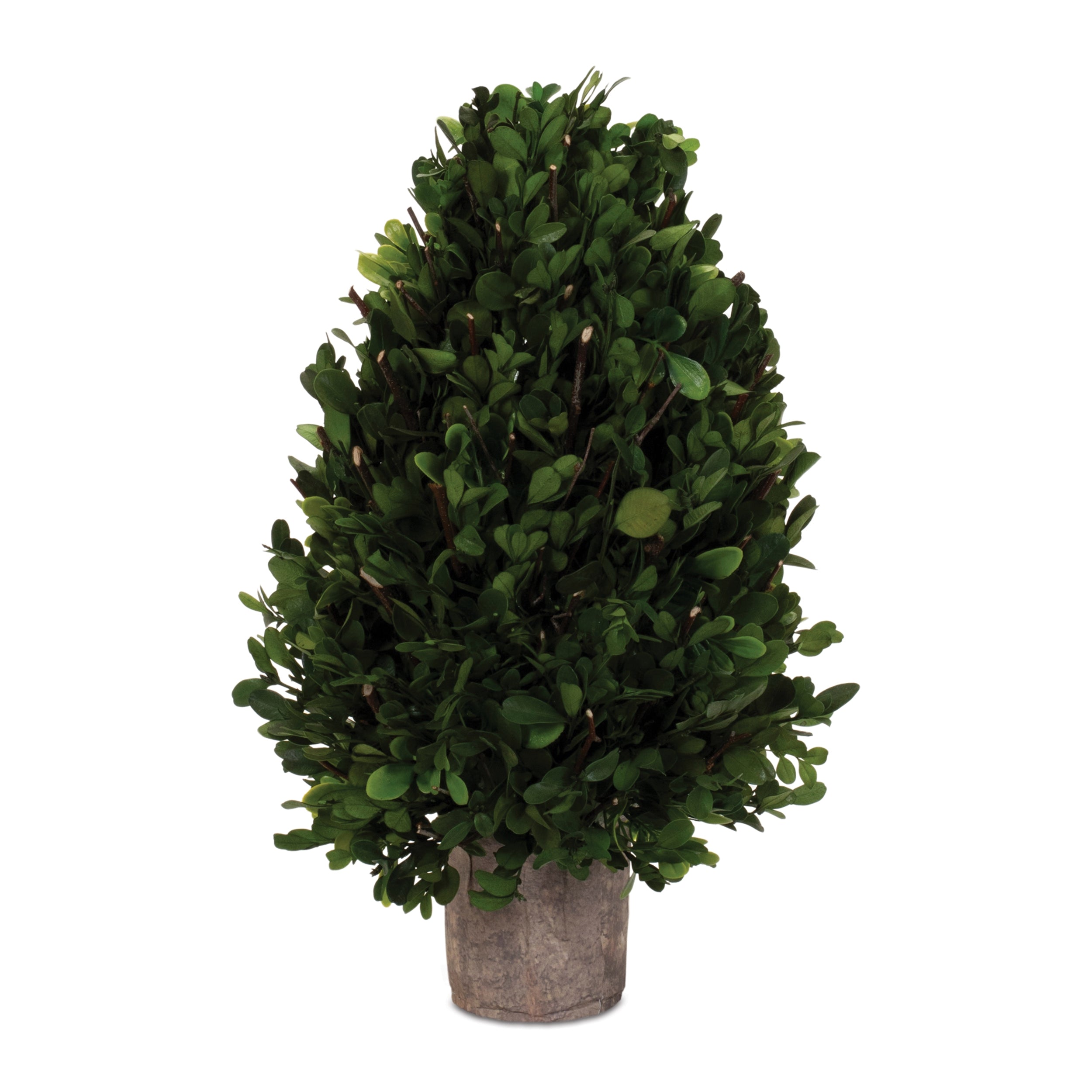 Boxwood Topiary 15.5H Boxwood/Foam