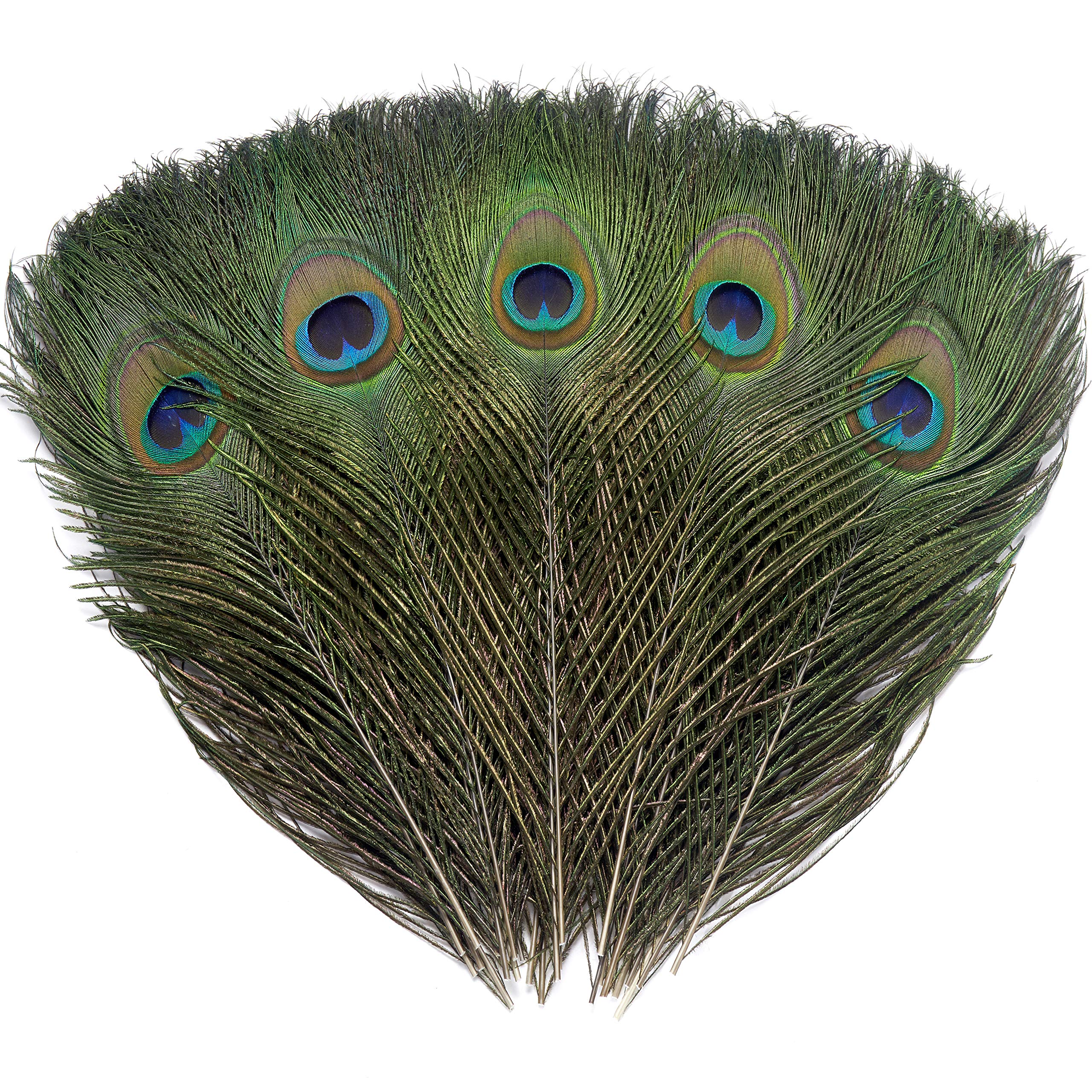 36 Pcs Real Natural Peacock Eye Feathers 10-12 Inch For Diy Craft, Wedding And Holiday Decorations