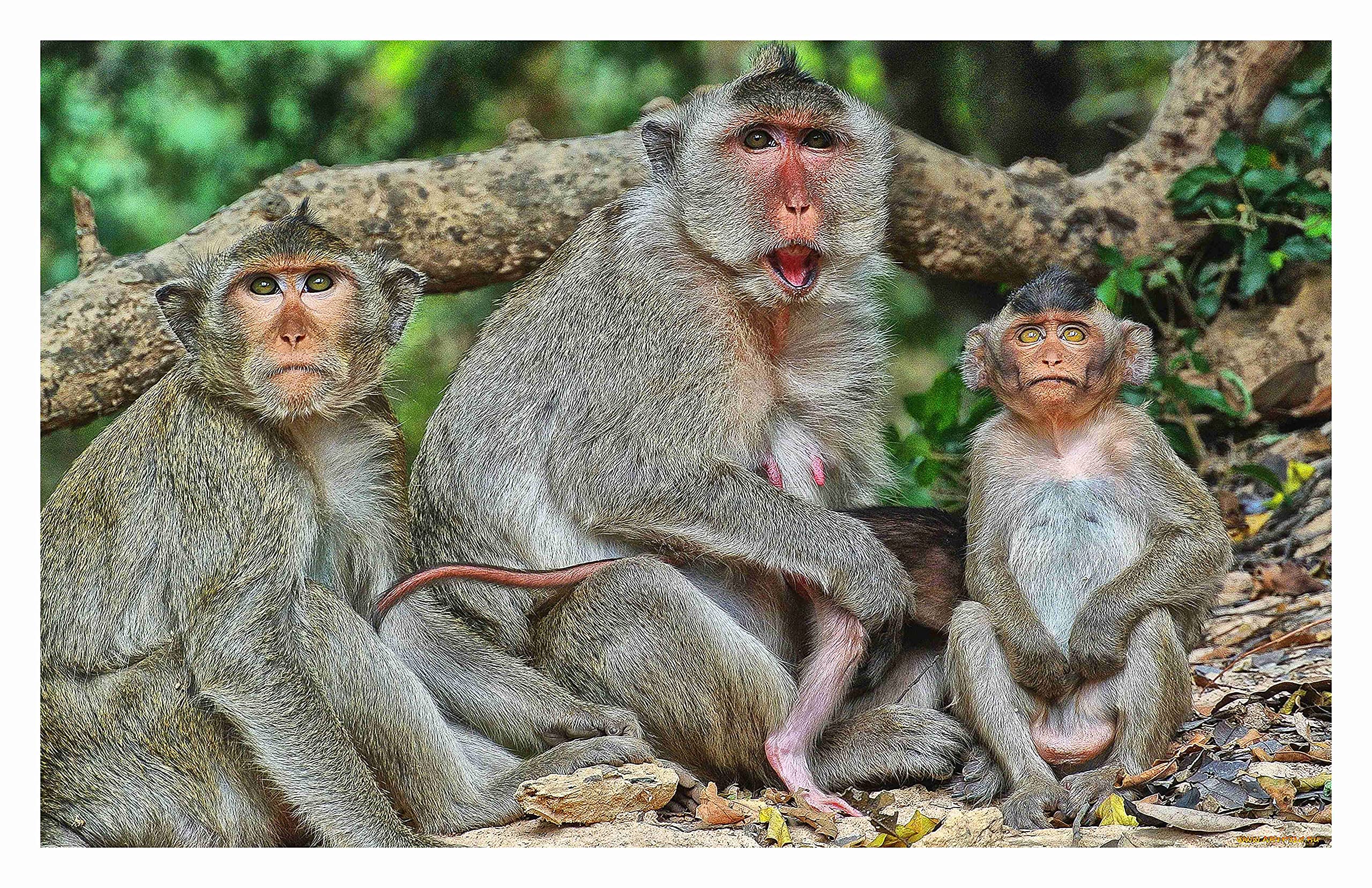 Baldau Prints Monkey Langur Photo Big Size Flex Wall Poster For Room (Gloss Finish, 24X36 Inch, 210 Gsm) F-328