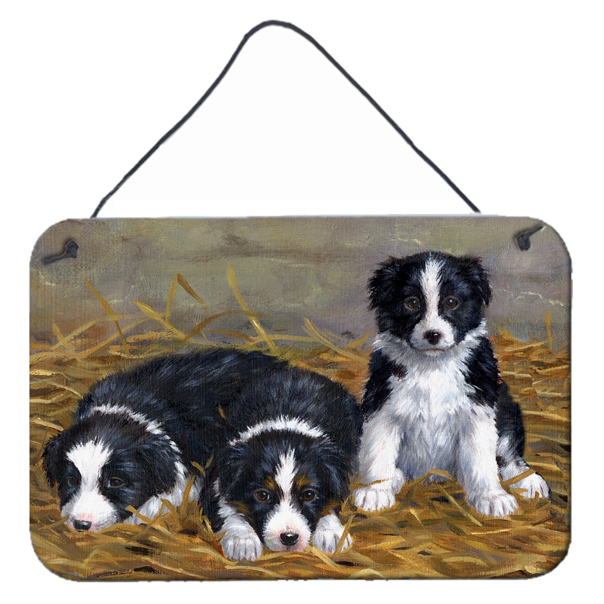 'Caroline'S Treasures Border Collie Puppies Wall Or Door Hanging Prints Asa2196Ds812, 8Hx12W, Multicolor''