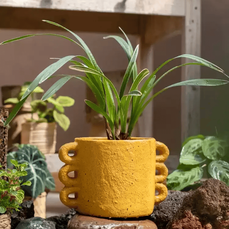 Artisan Loop Handle Cement Planter