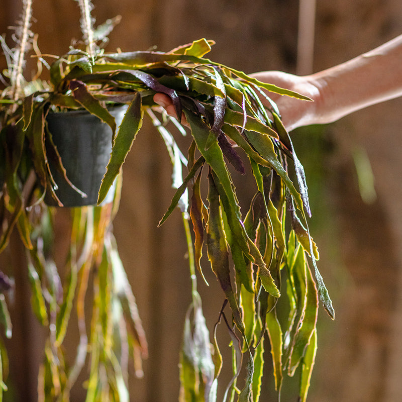 Artificial Faux Hanging Aloe Vera Plant