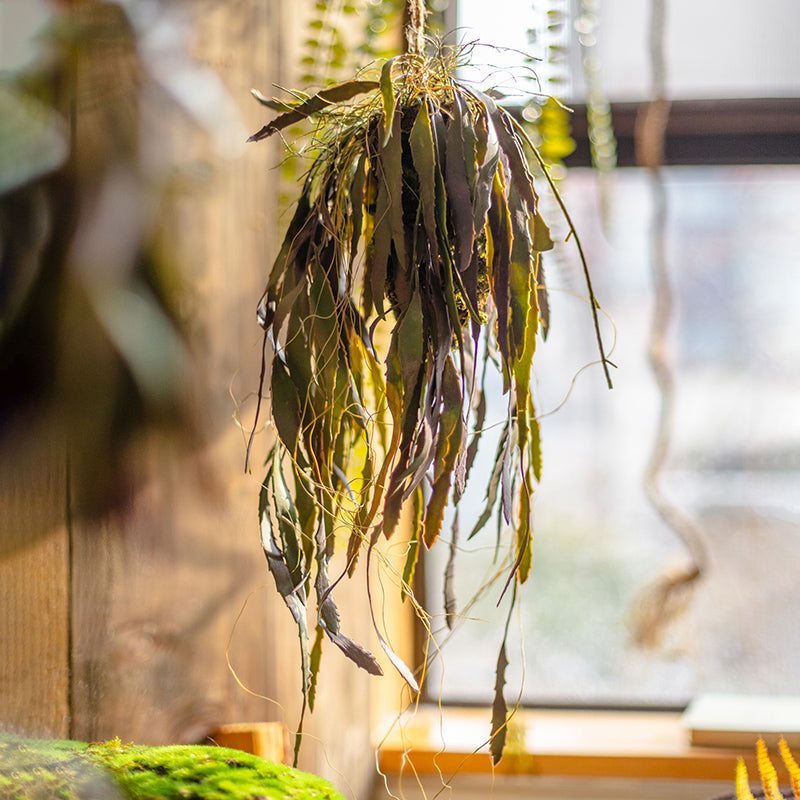Artificial Faux Hanging Aloe Vera Plant