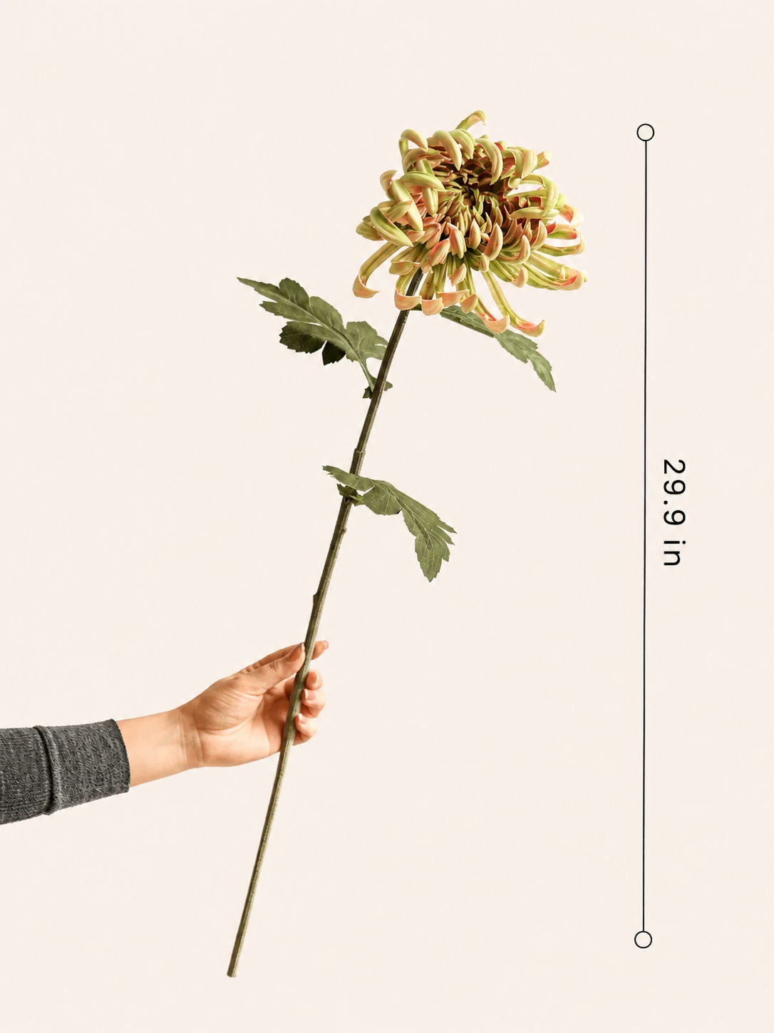 Heirloom Spider Chrysanthemum Stem – 29.9"